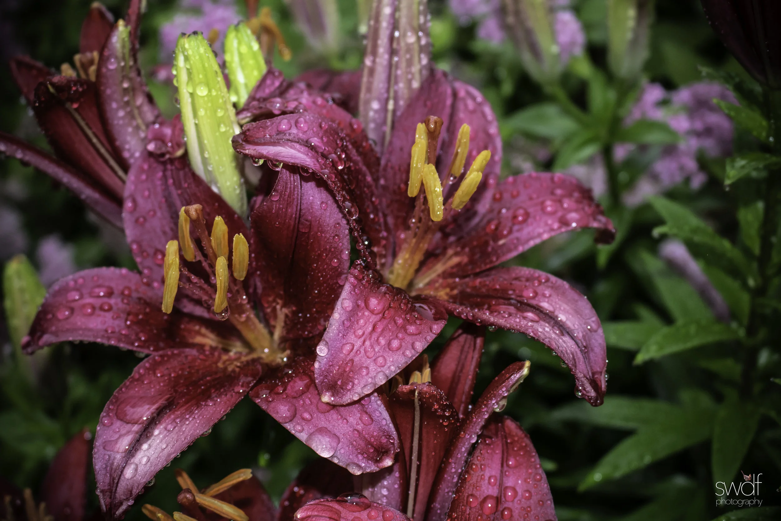 Lilies at Home2.jpg