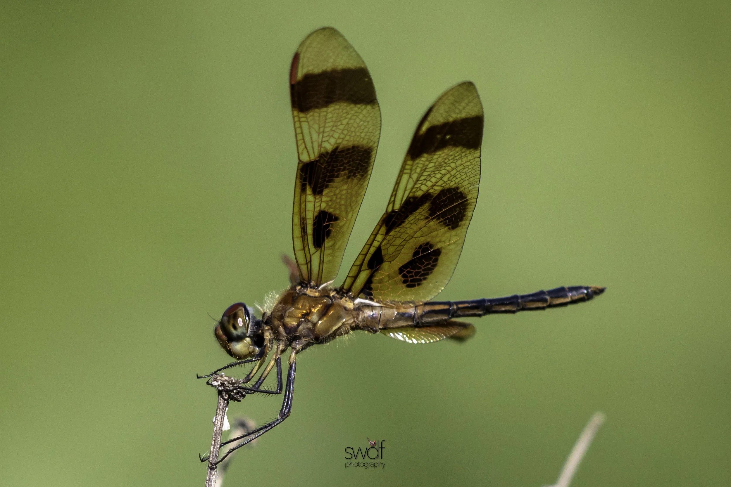 Dragonfly2 - Sandy Ridge.jpg