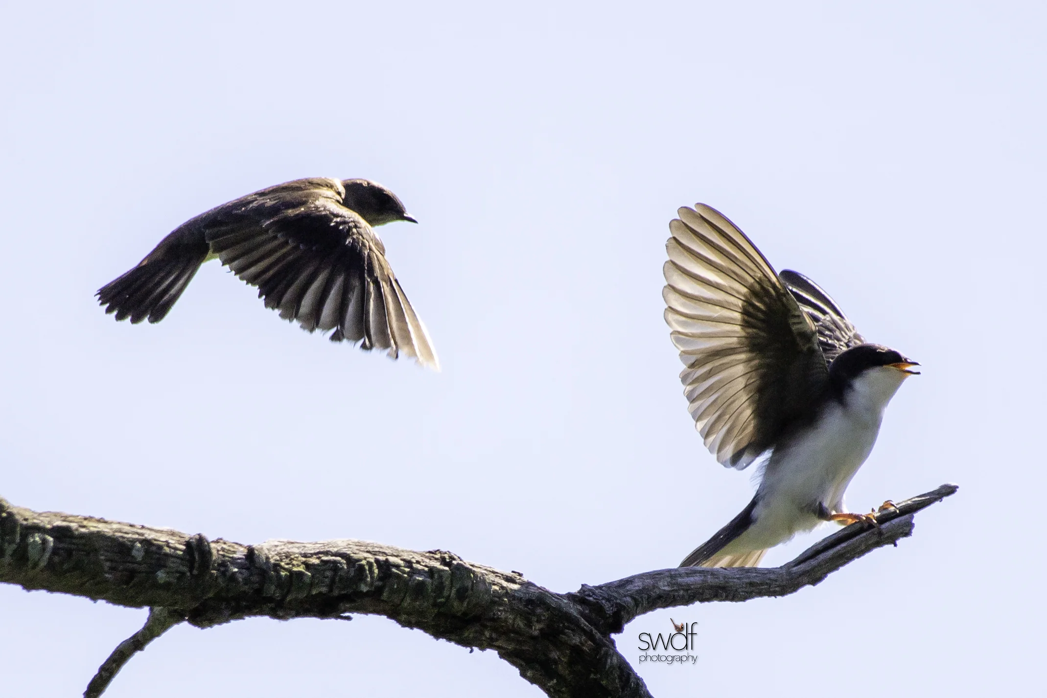 The Swallows - Sandy Ridge.jpg