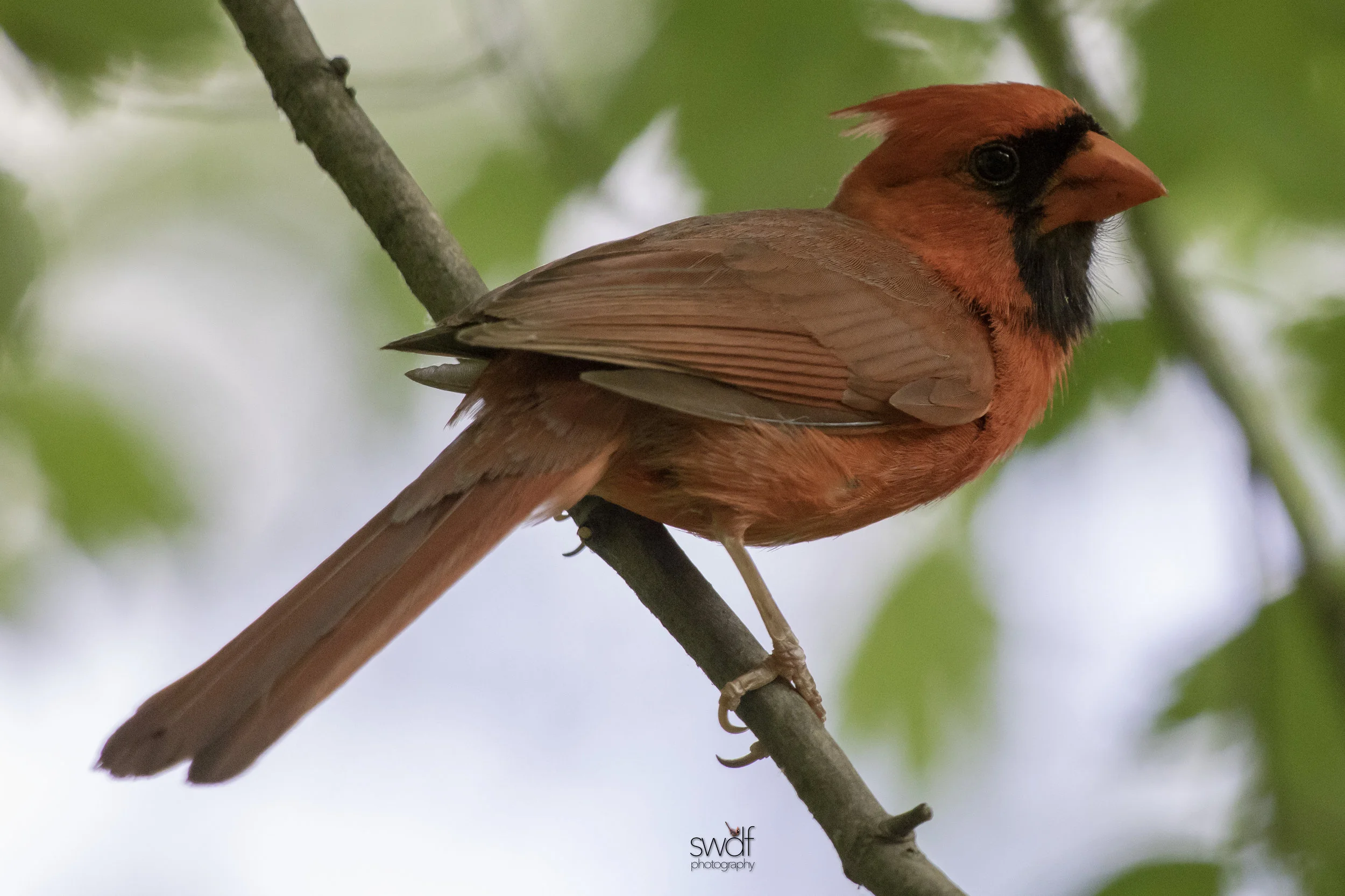 Cardinal - Sheldons Marsh.jpg