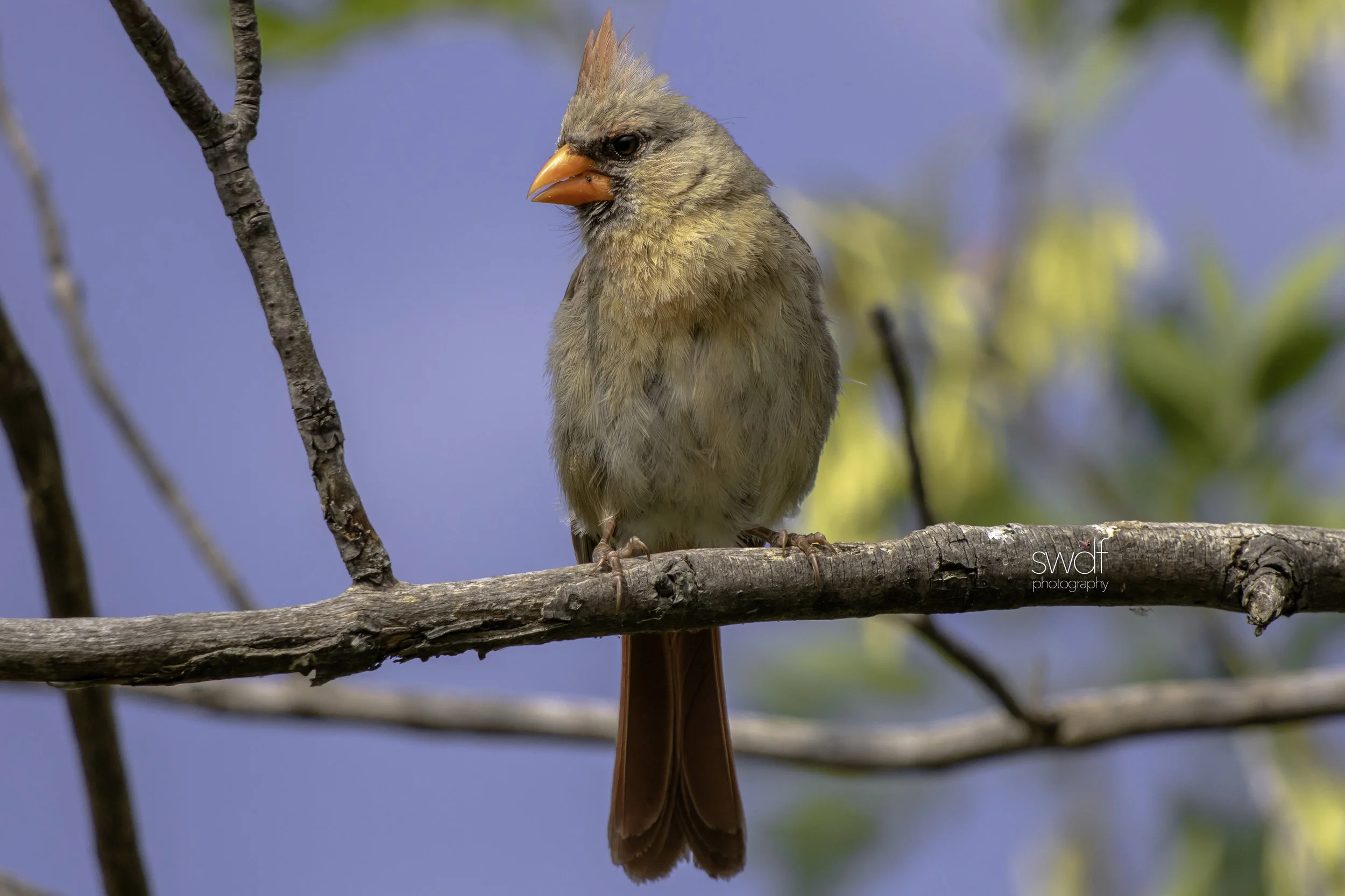 Female Cardinal2 - Sheldons Marsh.jpg