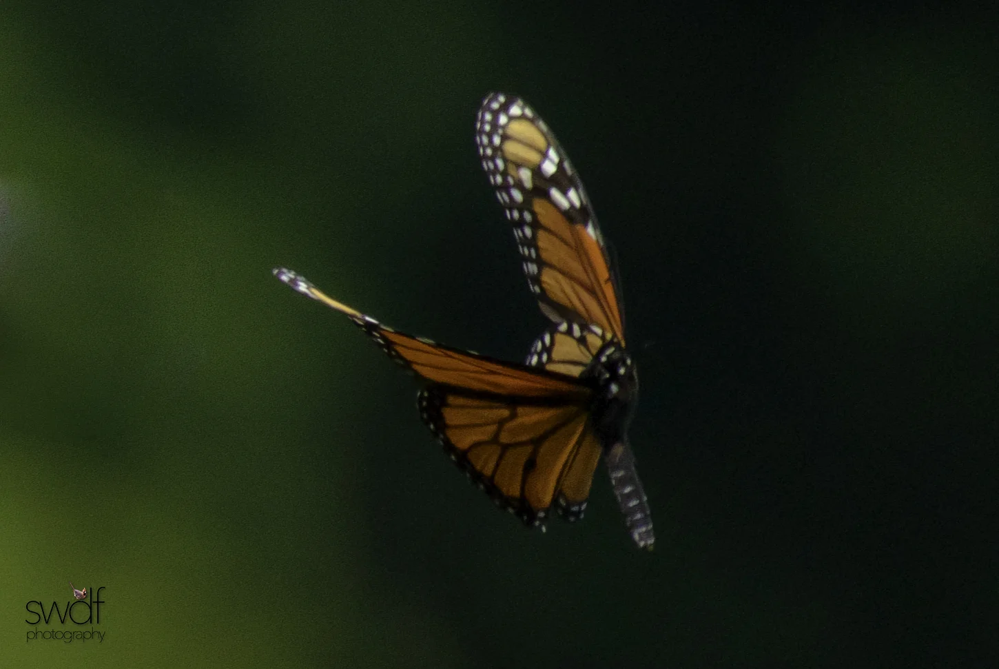 Monarch in Flight.jpg