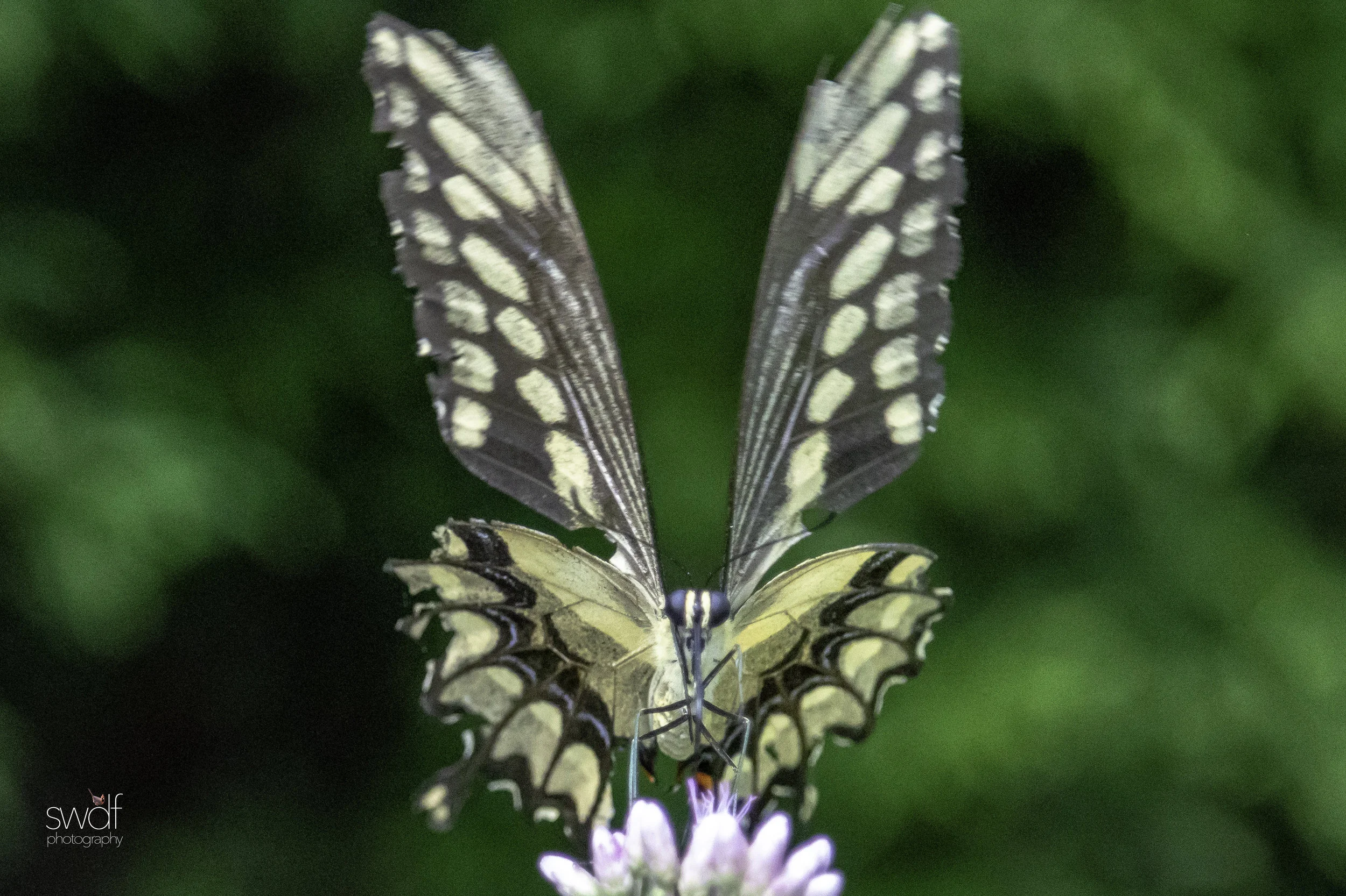 Giant Swallowtail Butterfly - Miller Nature Preserve.jpg