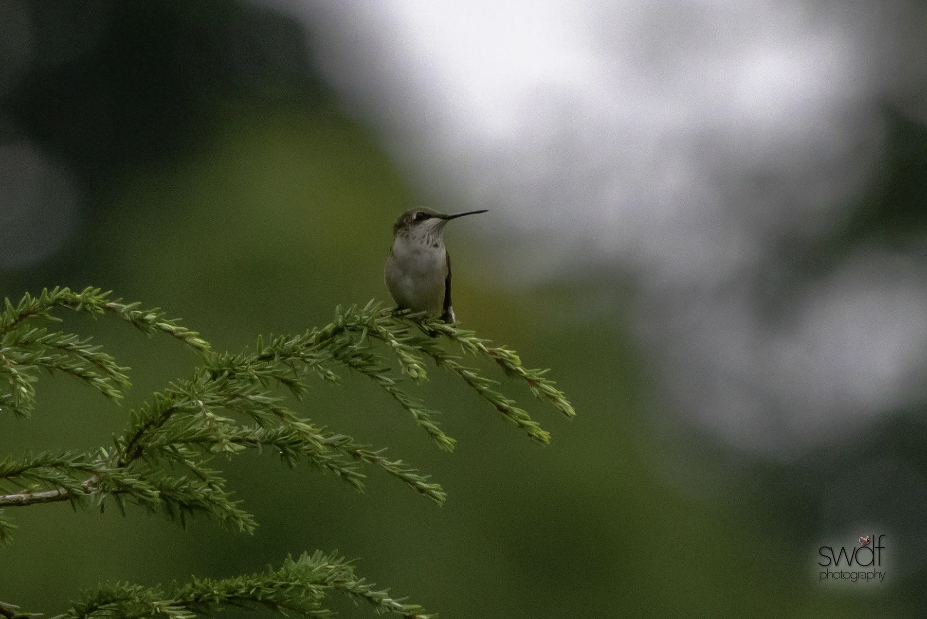 Hummingbird - Sandy Ridge.jpg