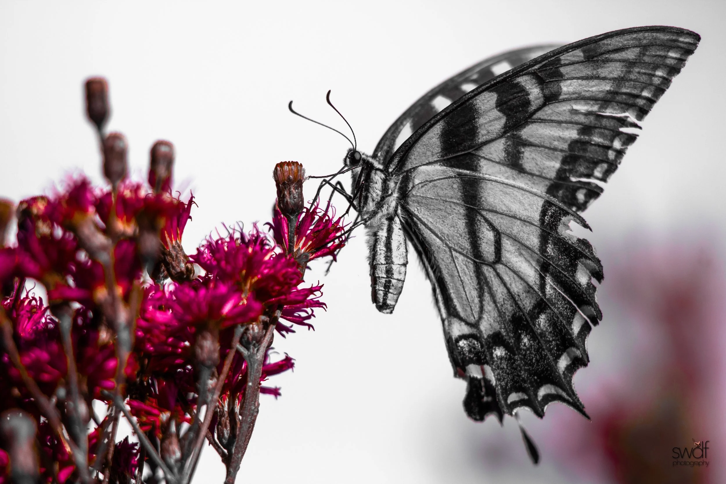 Tiger Swallowtail Art Square.JPEG