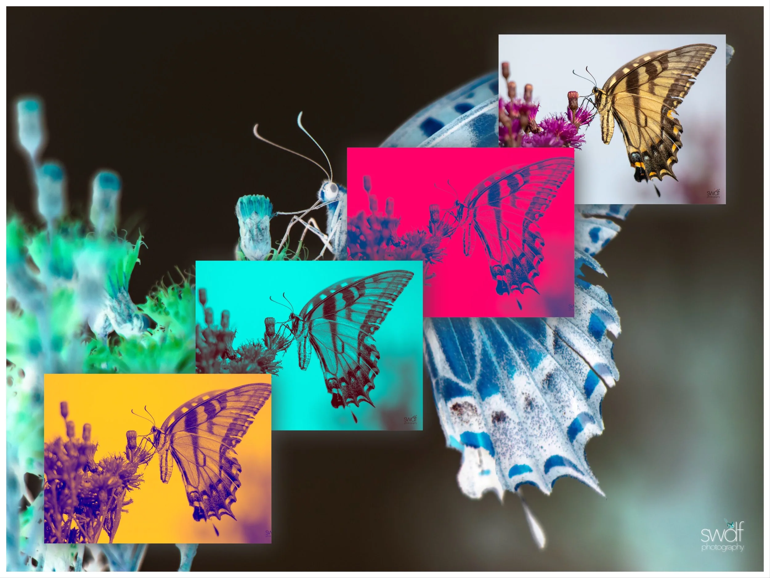 Tiger Swallowtail Art.JPEG