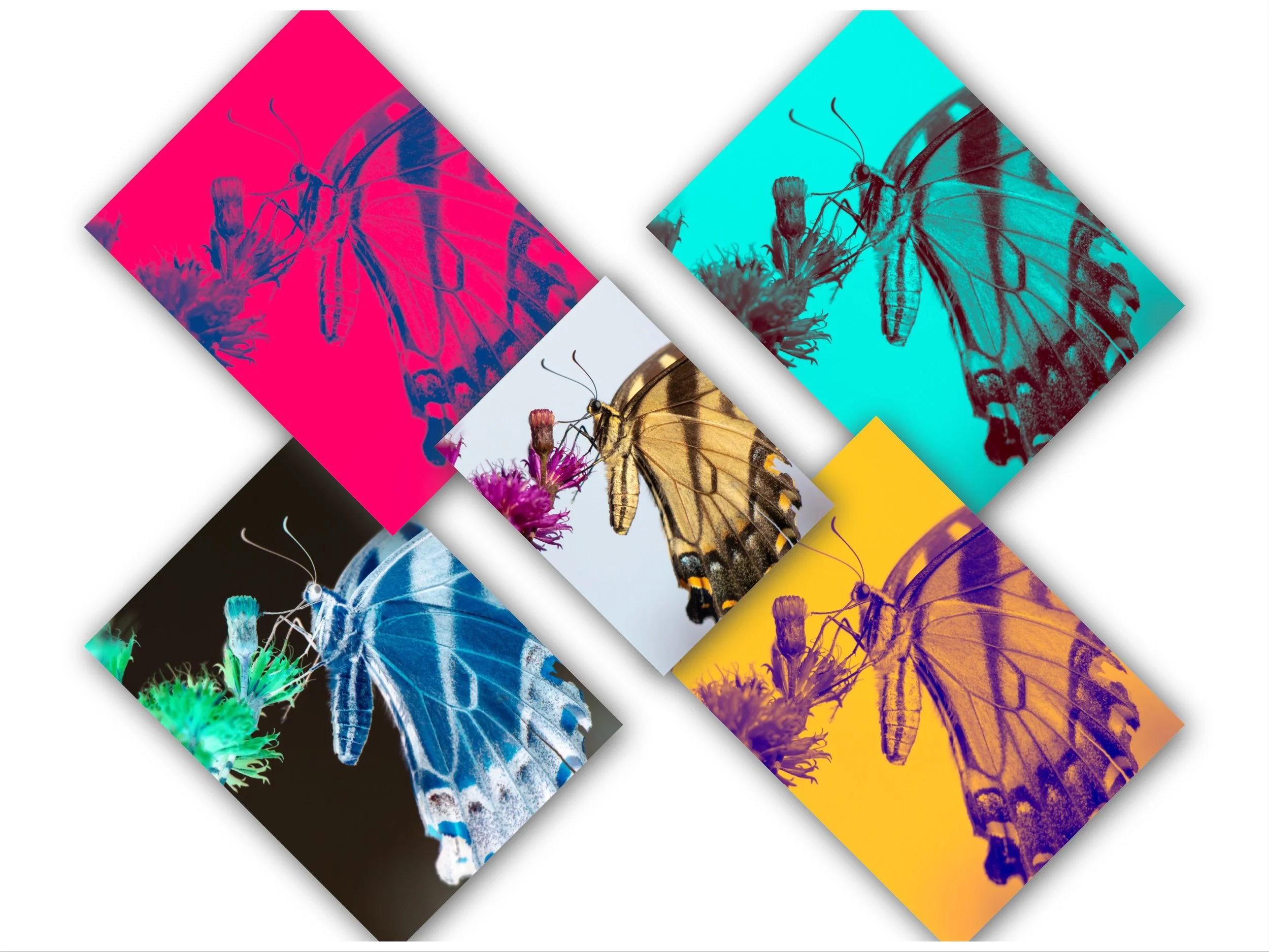 Tiger Swallowtail Art2.JPEG