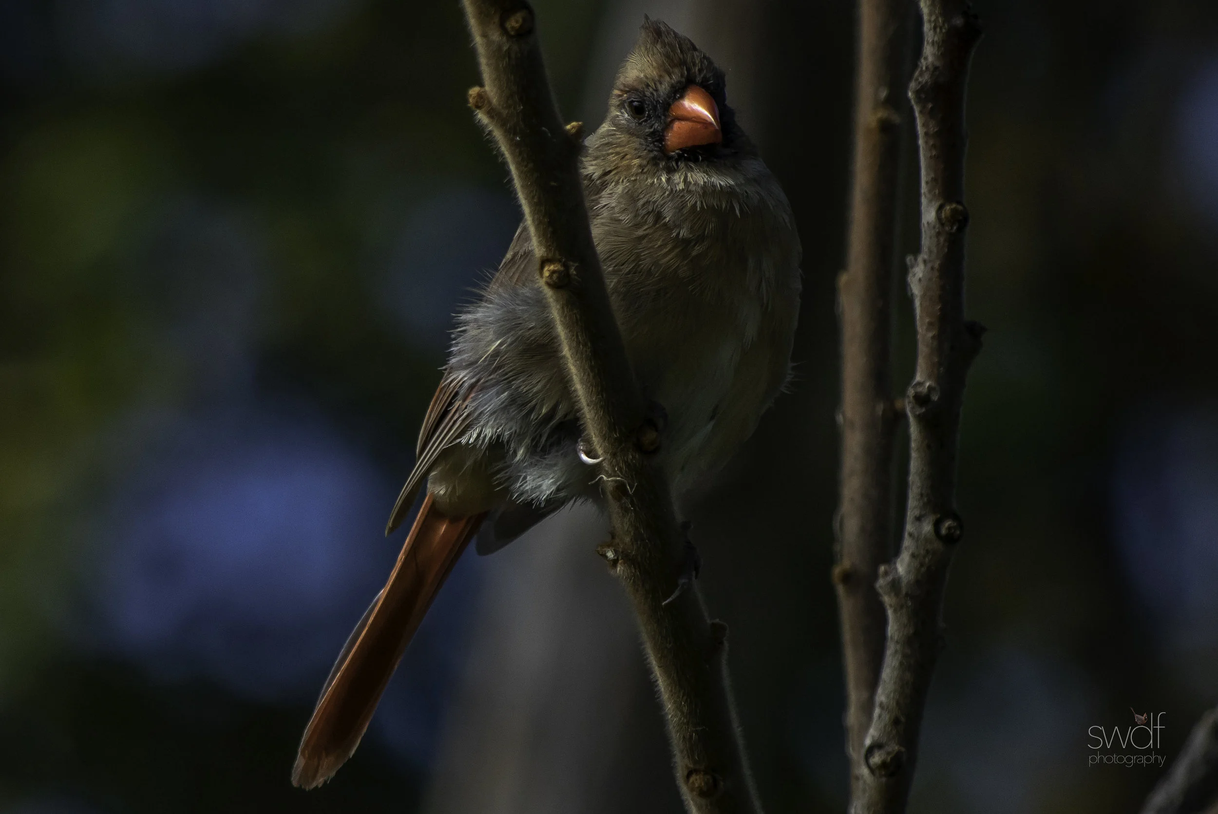 Cardinal Portrait2 - Sheldons Marsh.jpg