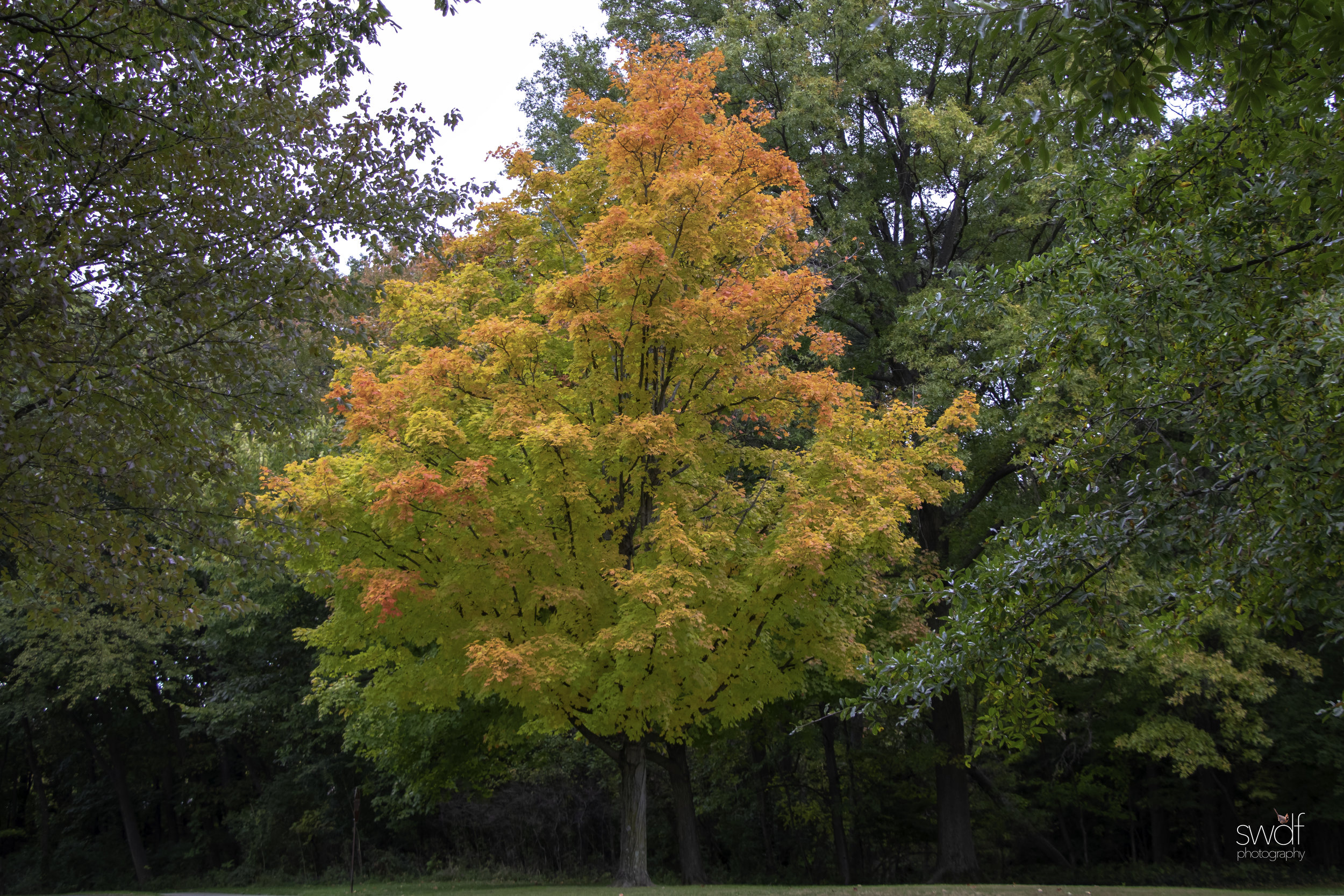 Fall Foliage - Mill Stream Run.jpg