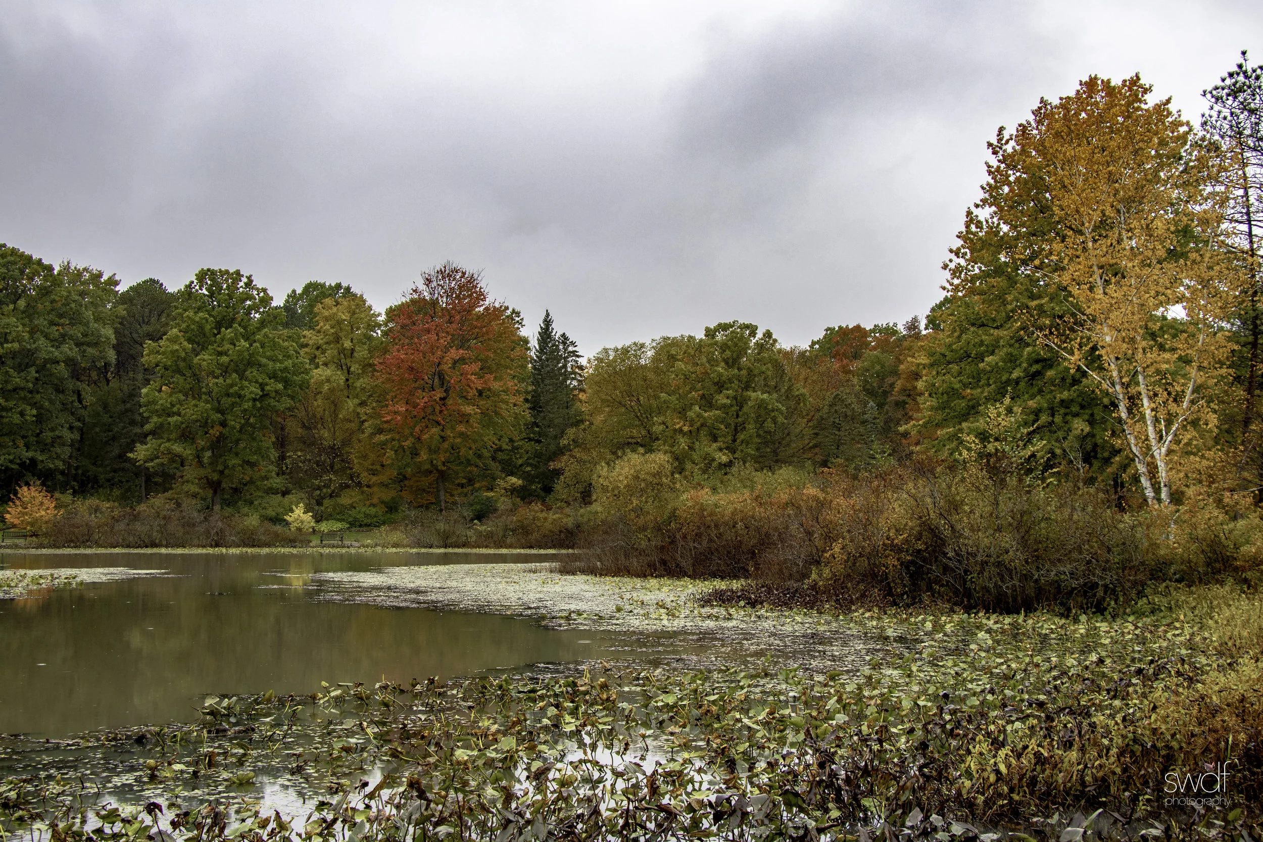 Autumn in the Arboretum2 - Holden Arboretum.jpg