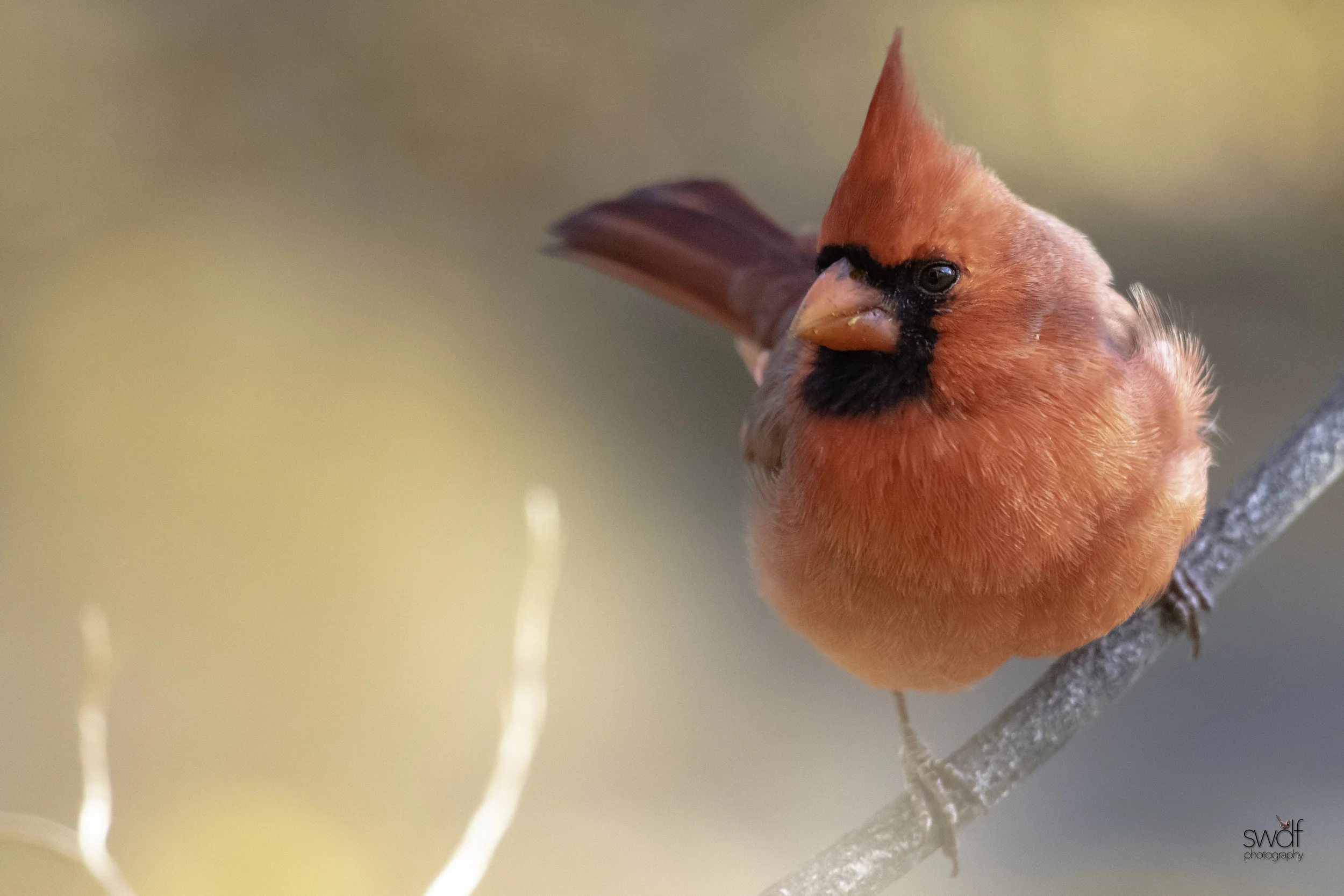 Autumn Sunday Cardinal.jpg