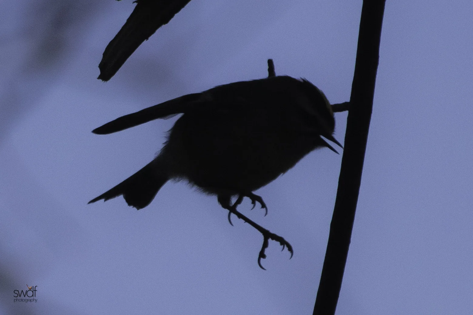 Golden Crowned Kinglet - Sandy Ridge.jpeg