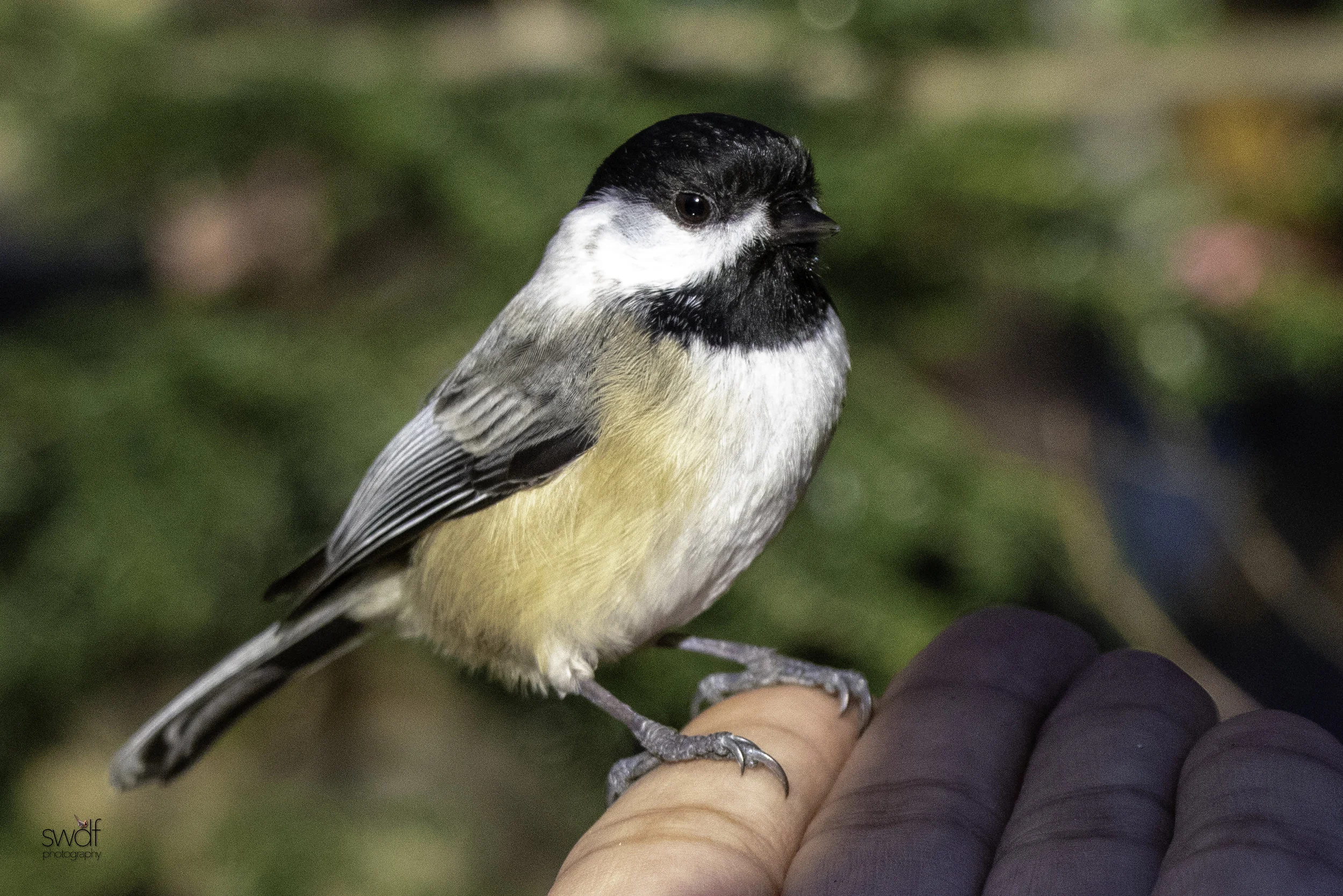Chickadee - Brecksville Nature Center.jpeg