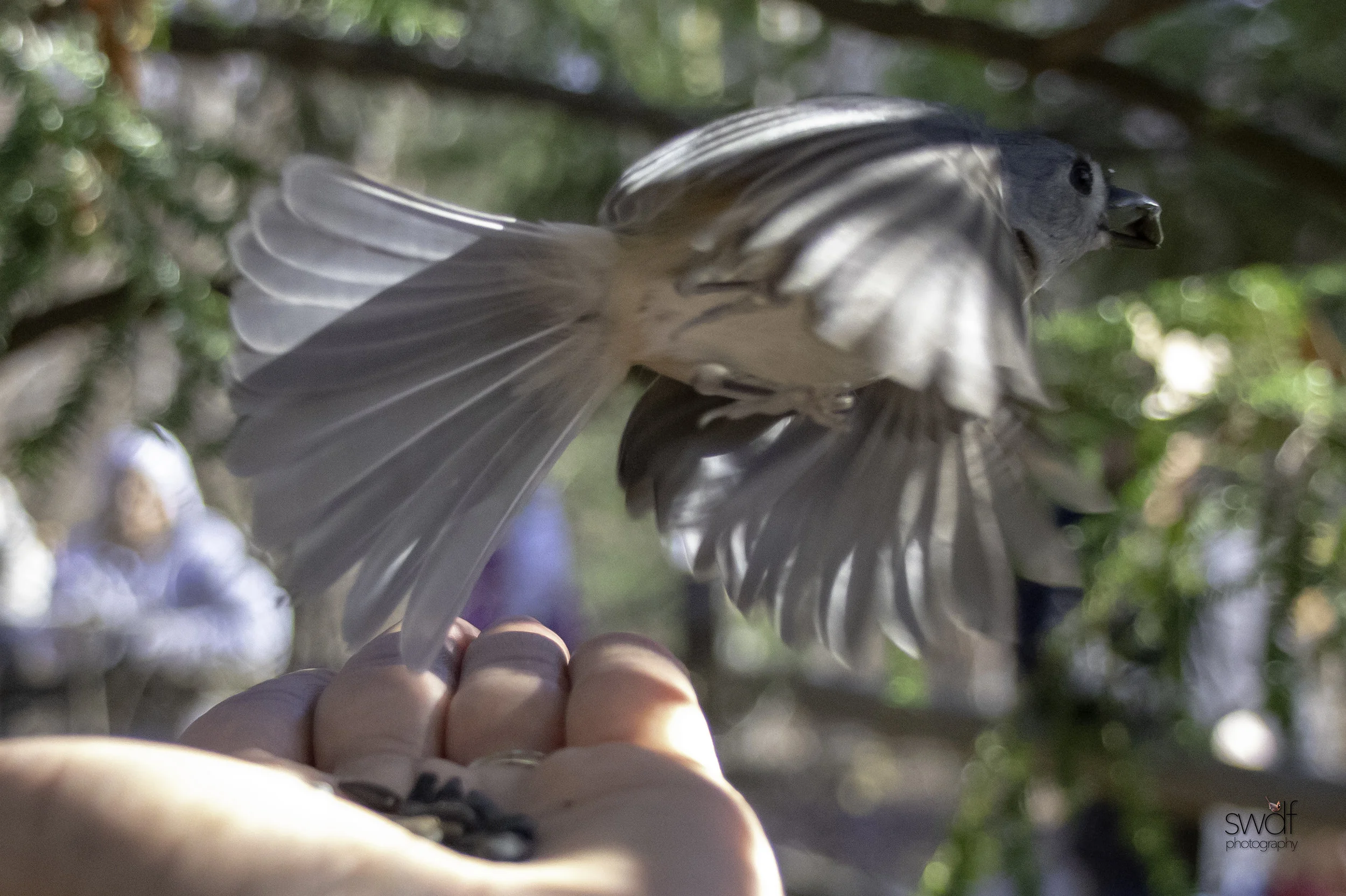 Titmouse2 - Brecksville Nature Center.jpeg