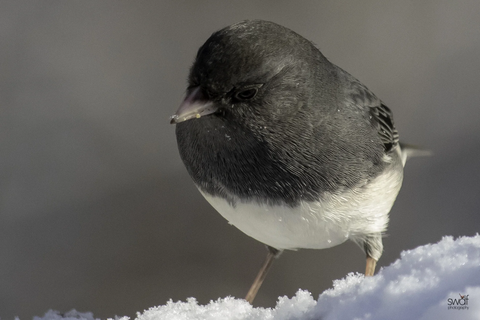 Dark Eyed Junco - Brecksville Nature Center.jpeg