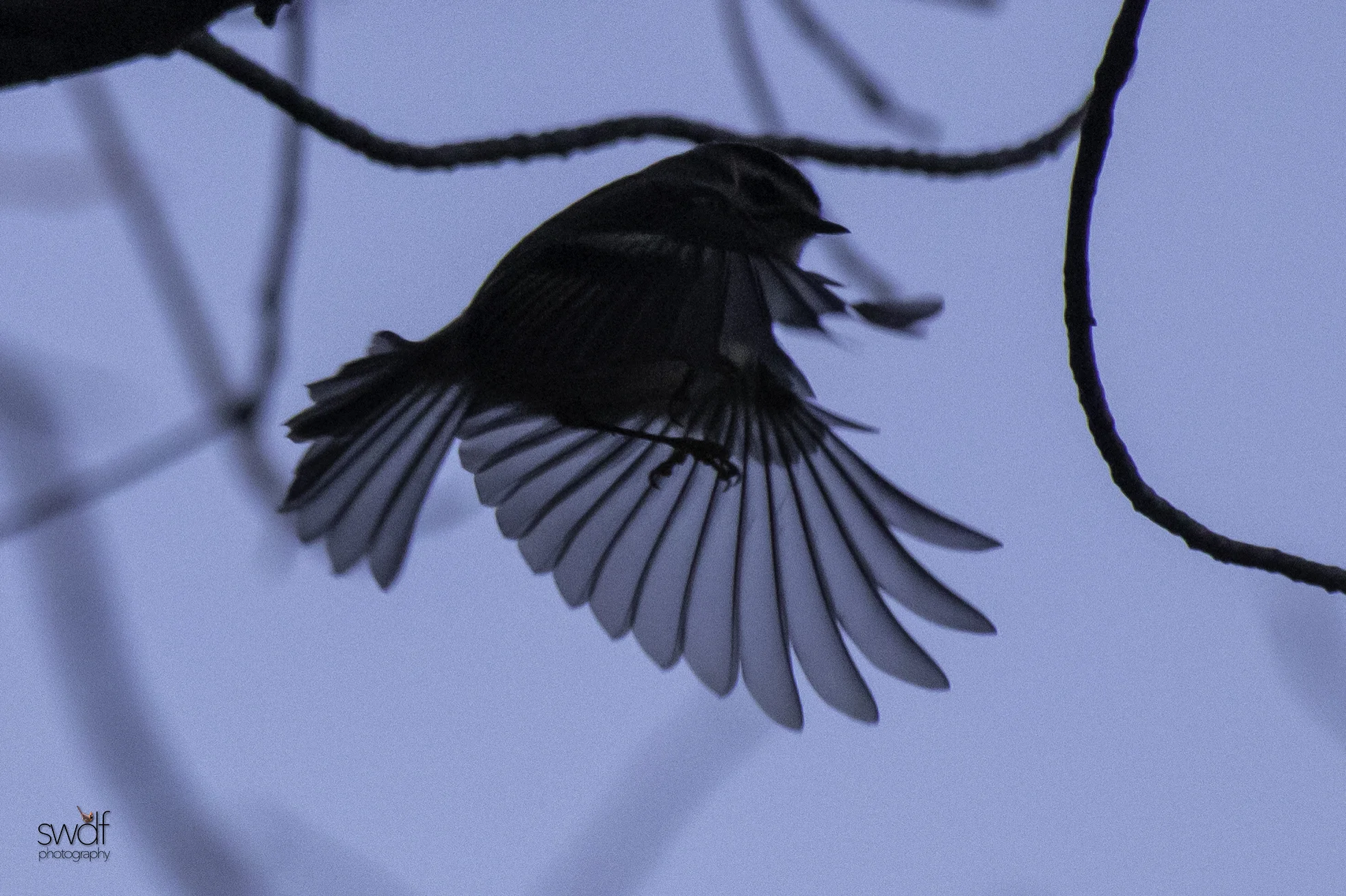 Golden Crowned Kinglet2 - Sandy Ridge.jpeg