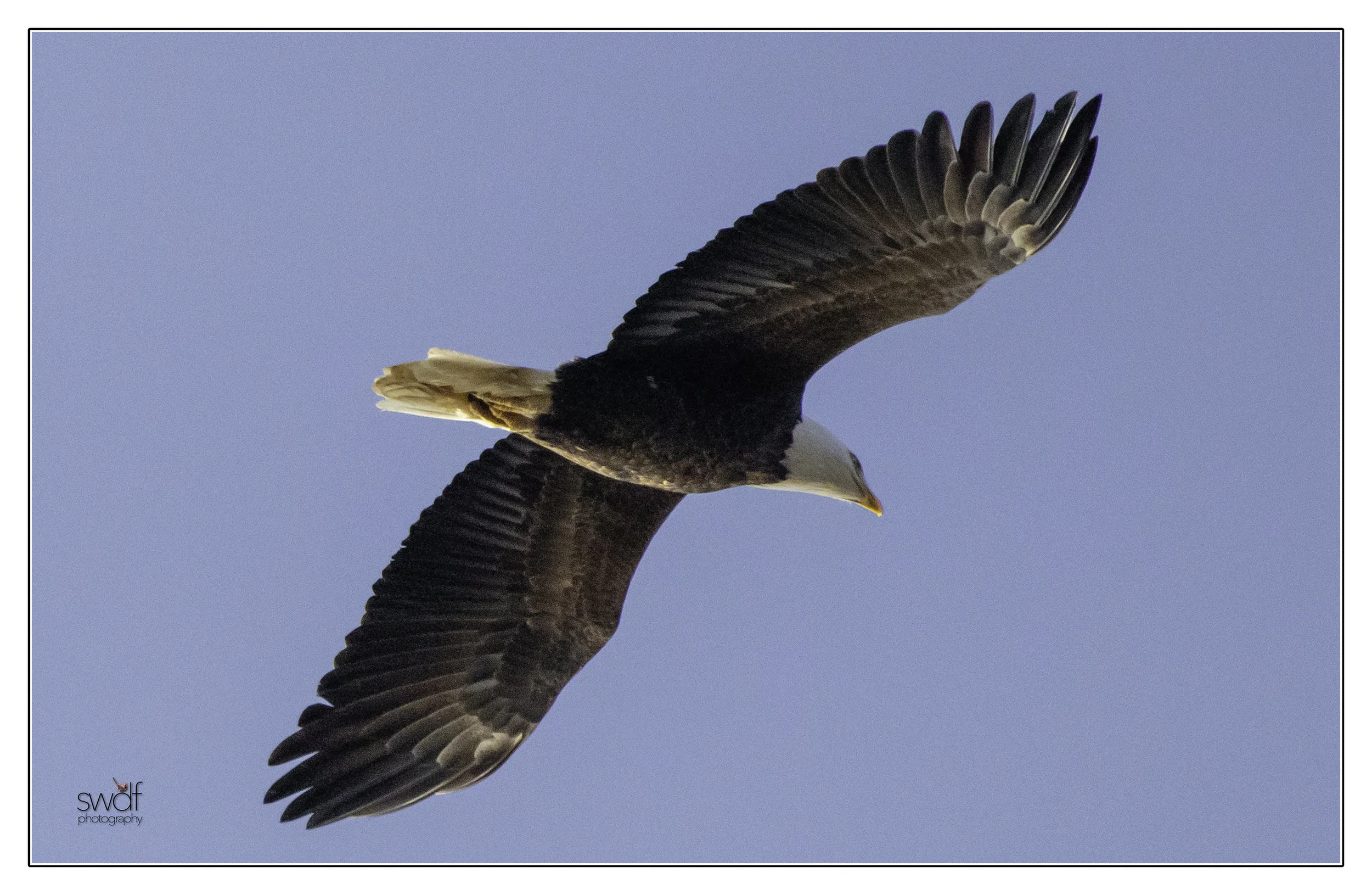 Bald Eagle - Sandy Ridge.jpeg