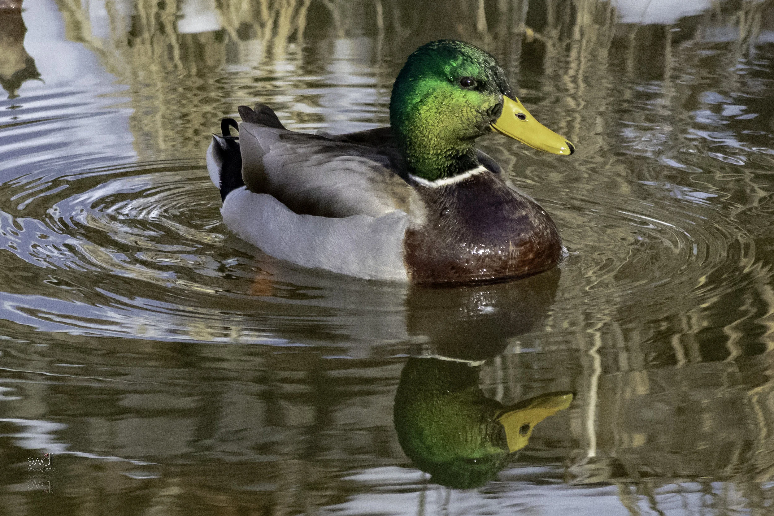 Mallard Reflection - CVNP.jpeg