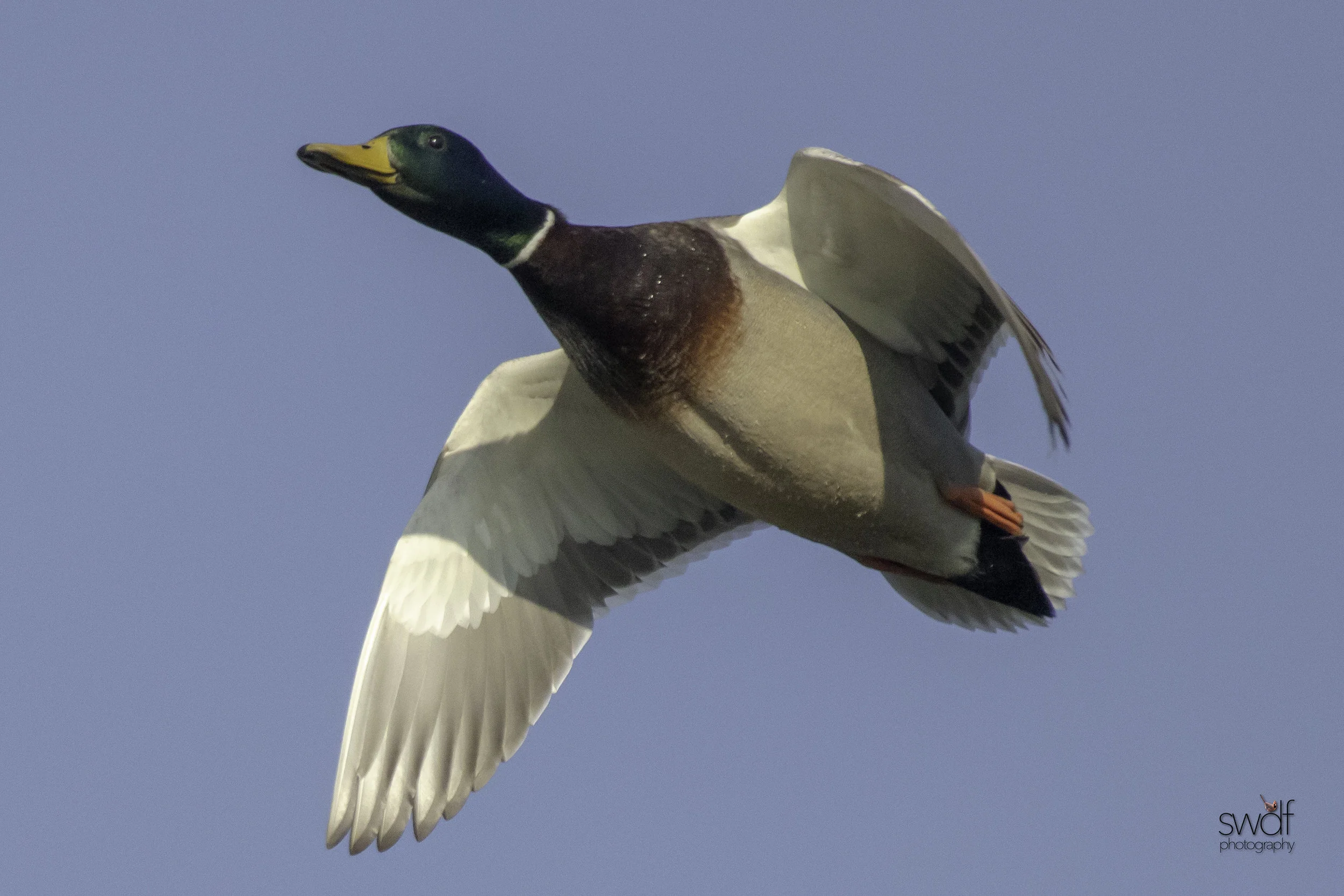 Mallard Flyby2 - Sandy Ridge.jpeg