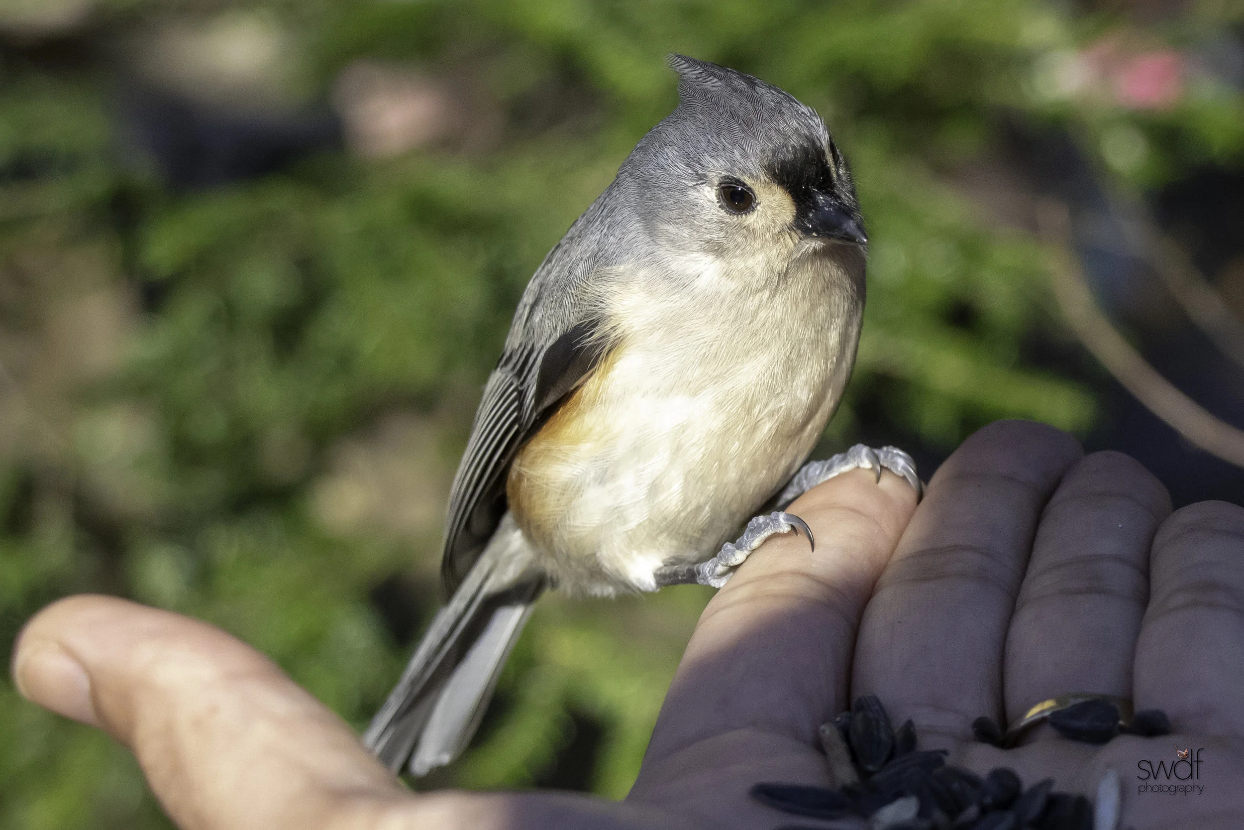 Titmouse - Brecksville Nature Center.jpeg
