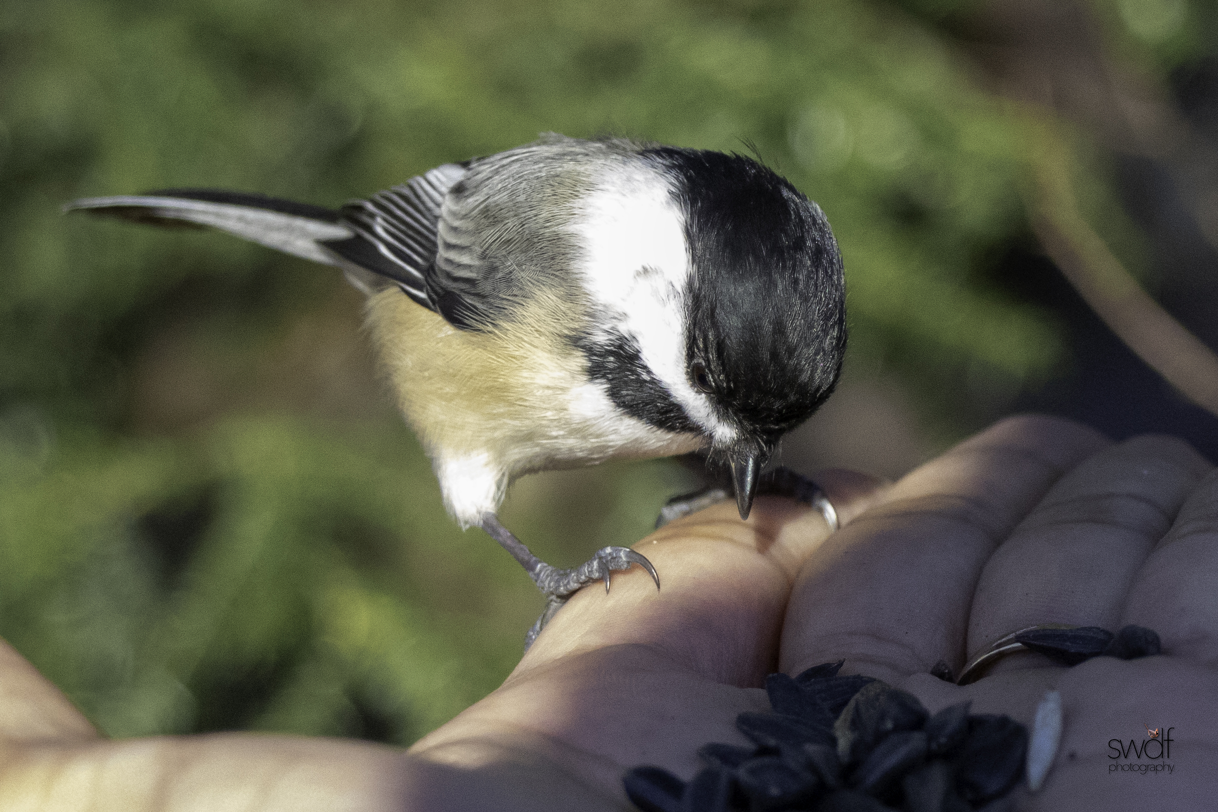 Chickadee2 - Brecksville Nature Center.jpeg