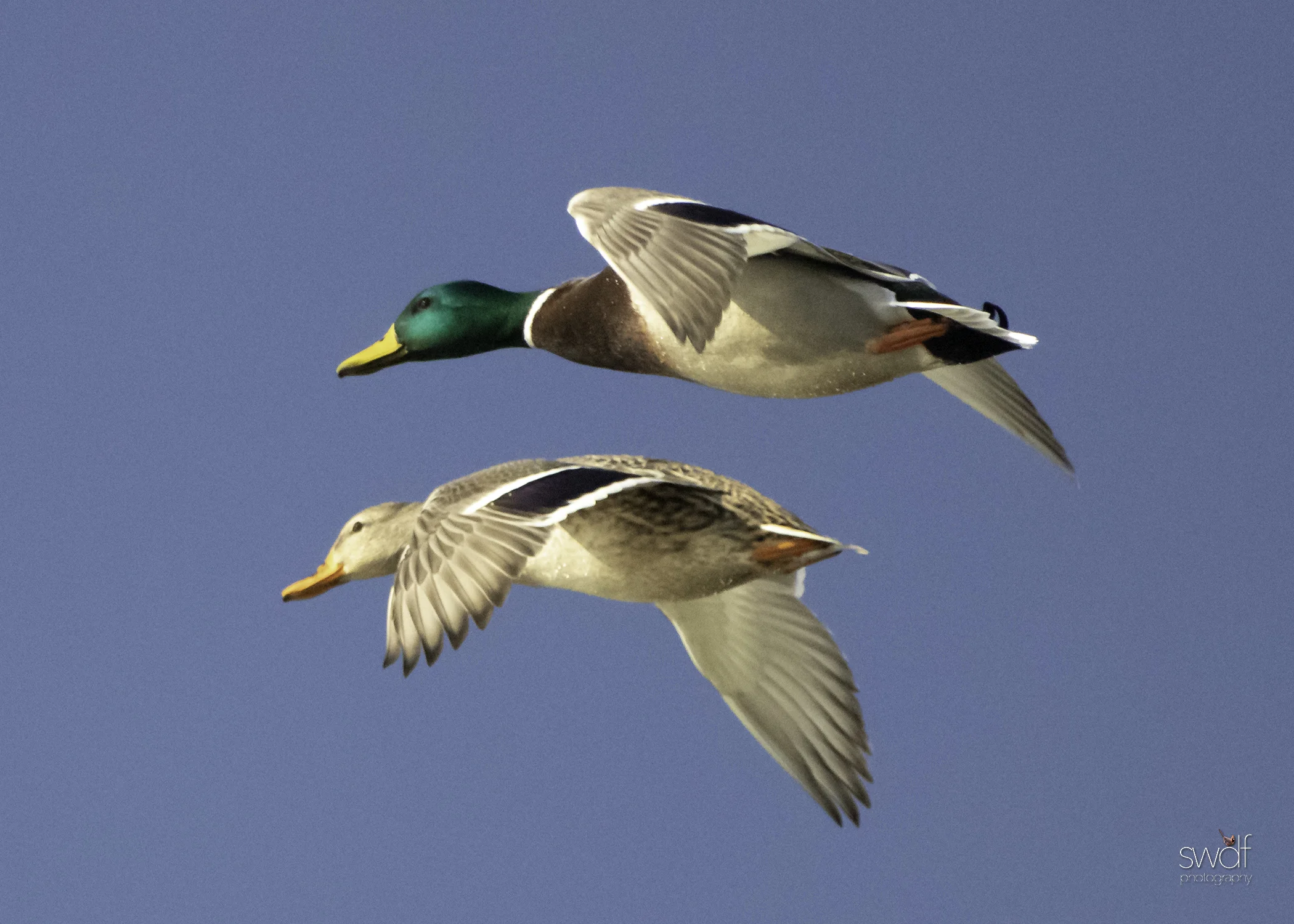Mallards Flyby - Sandy Ridge.jpeg