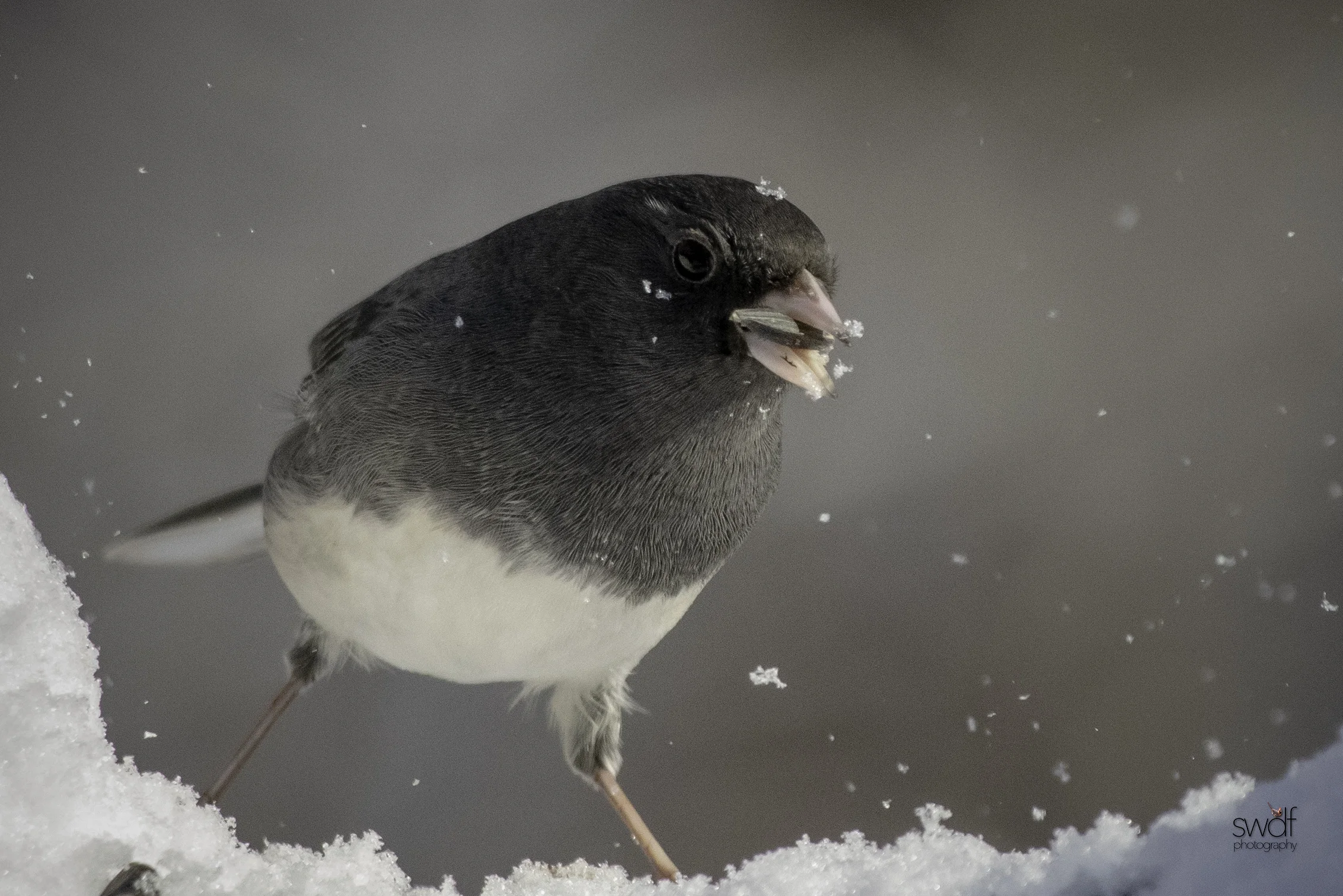 Junco - Brecksville Nature Center.jpeg