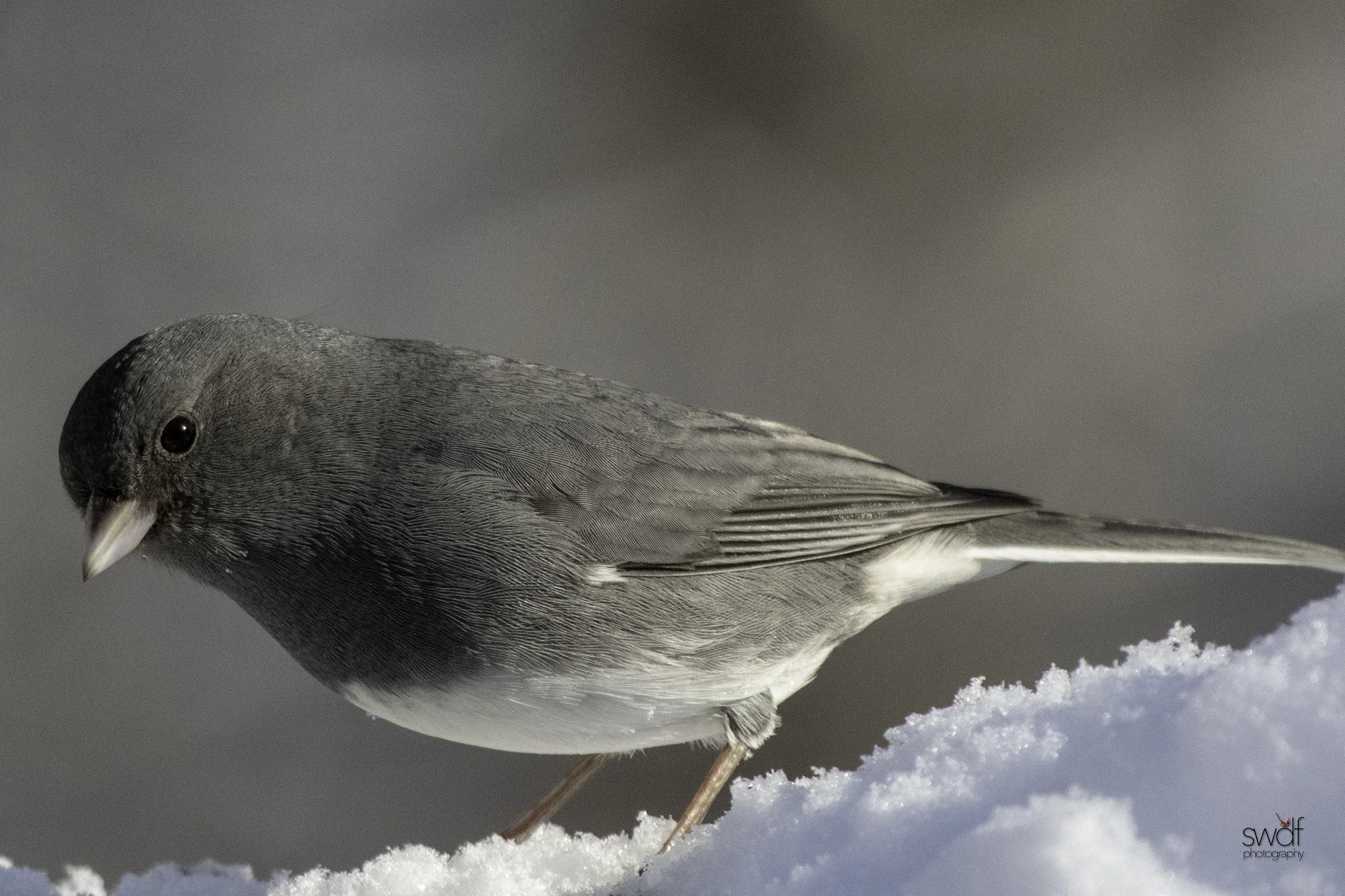 Junco3 - Brecksville Nature Center.jpeg