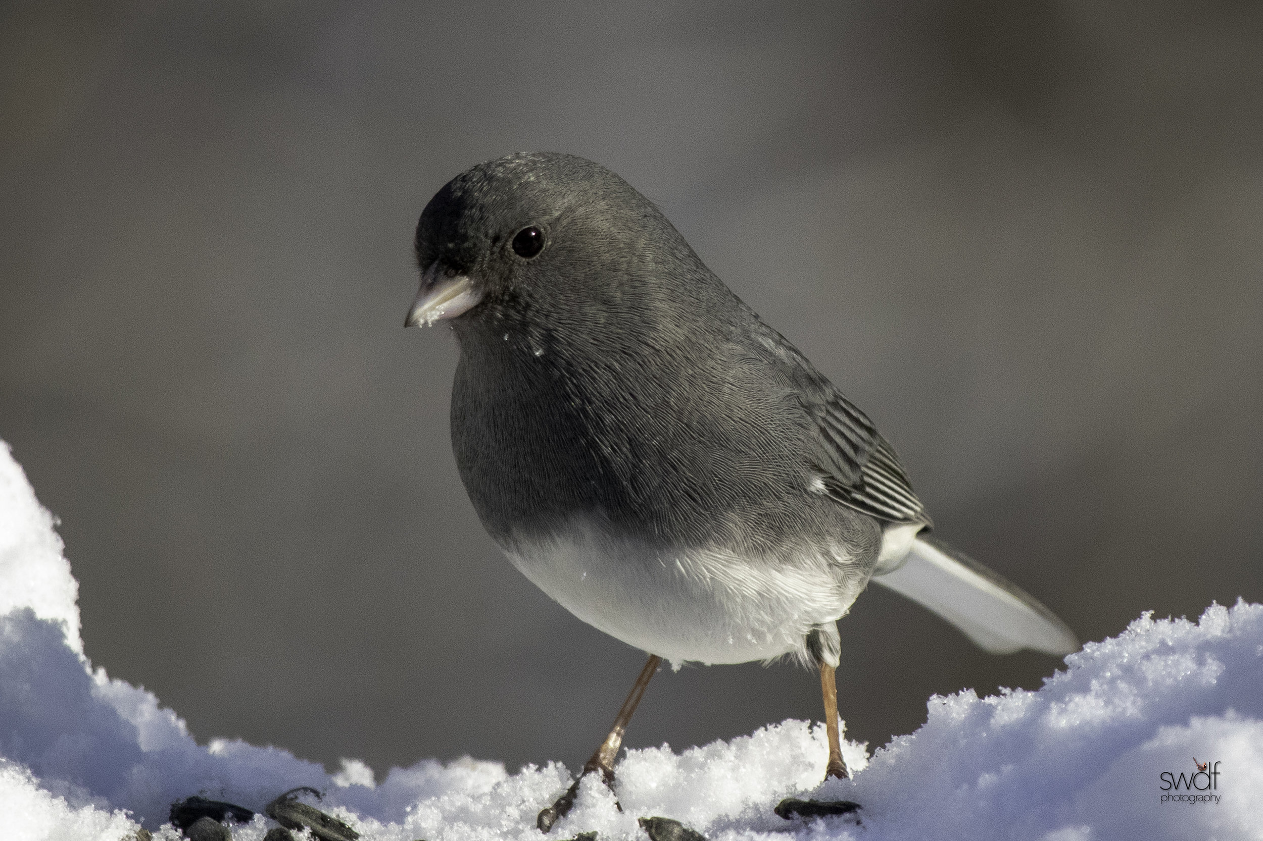 Junco4 - Brecksville Nature Center.jpeg