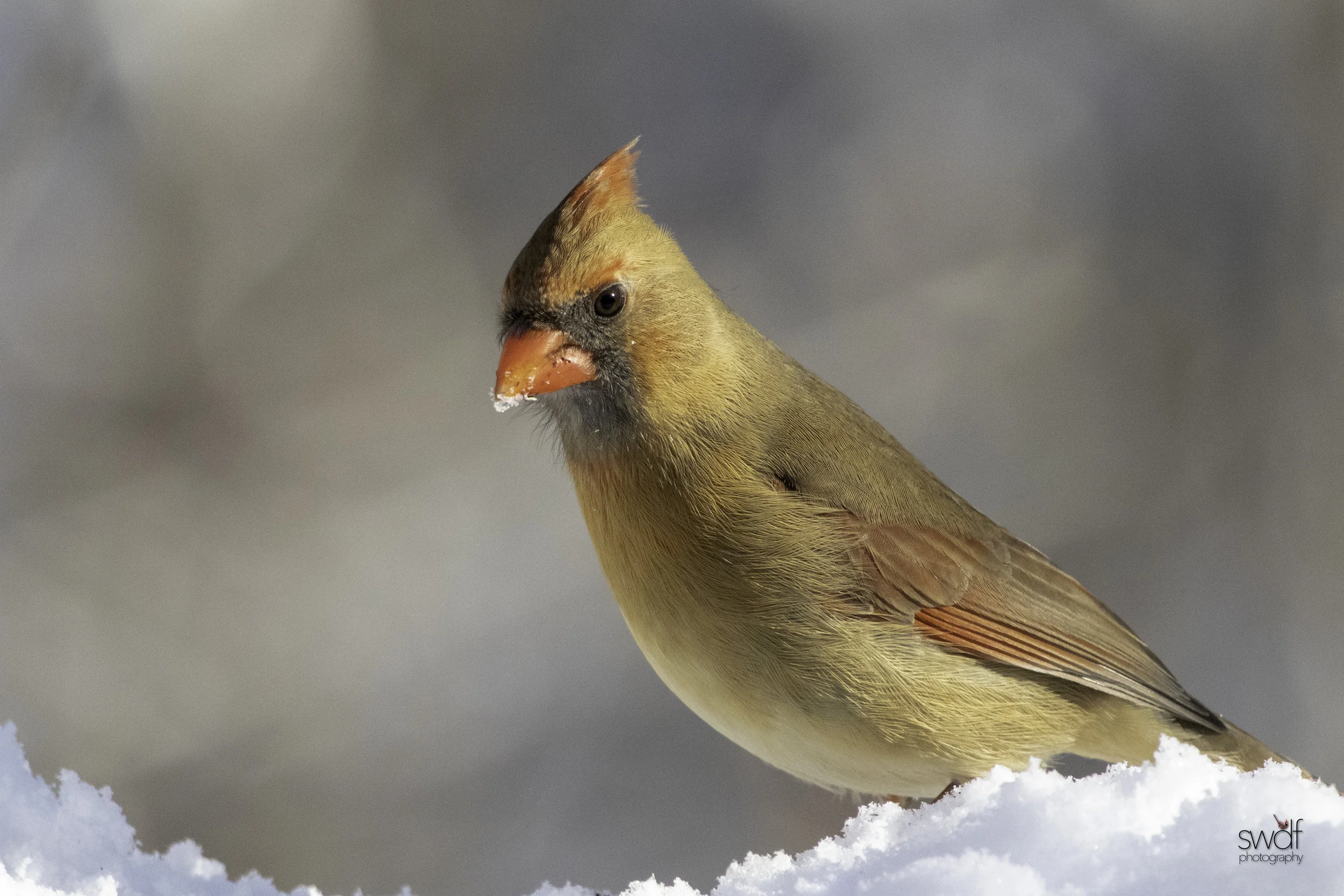 Female Cardinal5 - Brecksville Nature Center.jpeg