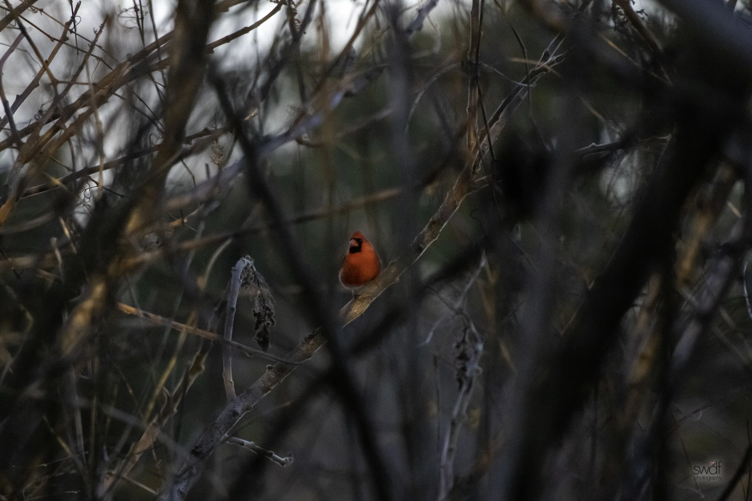 Sunset Cardinal - Sheldons Marsh.jpeg