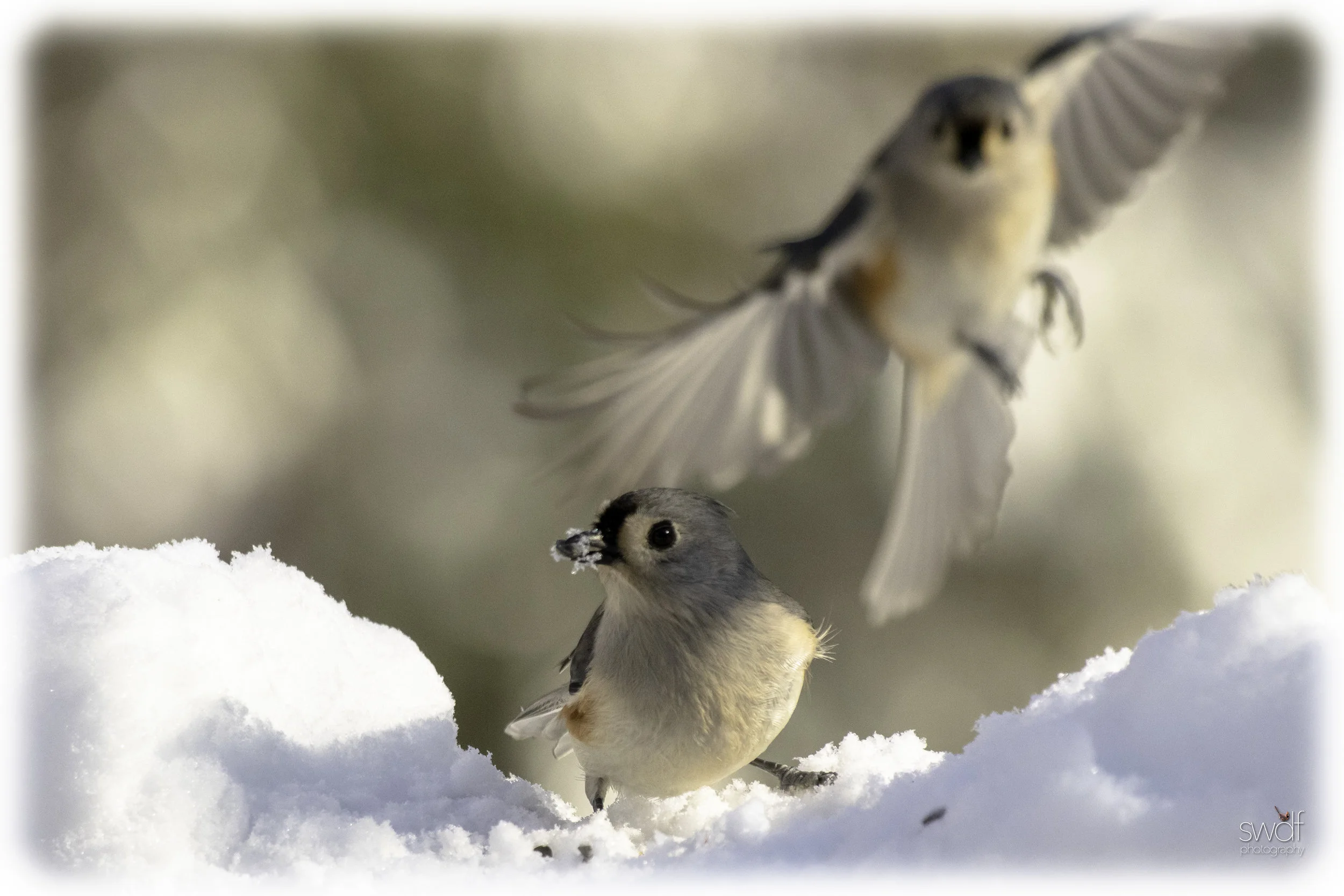 Titmice Forage - Brecksville Nature Center.jpeg