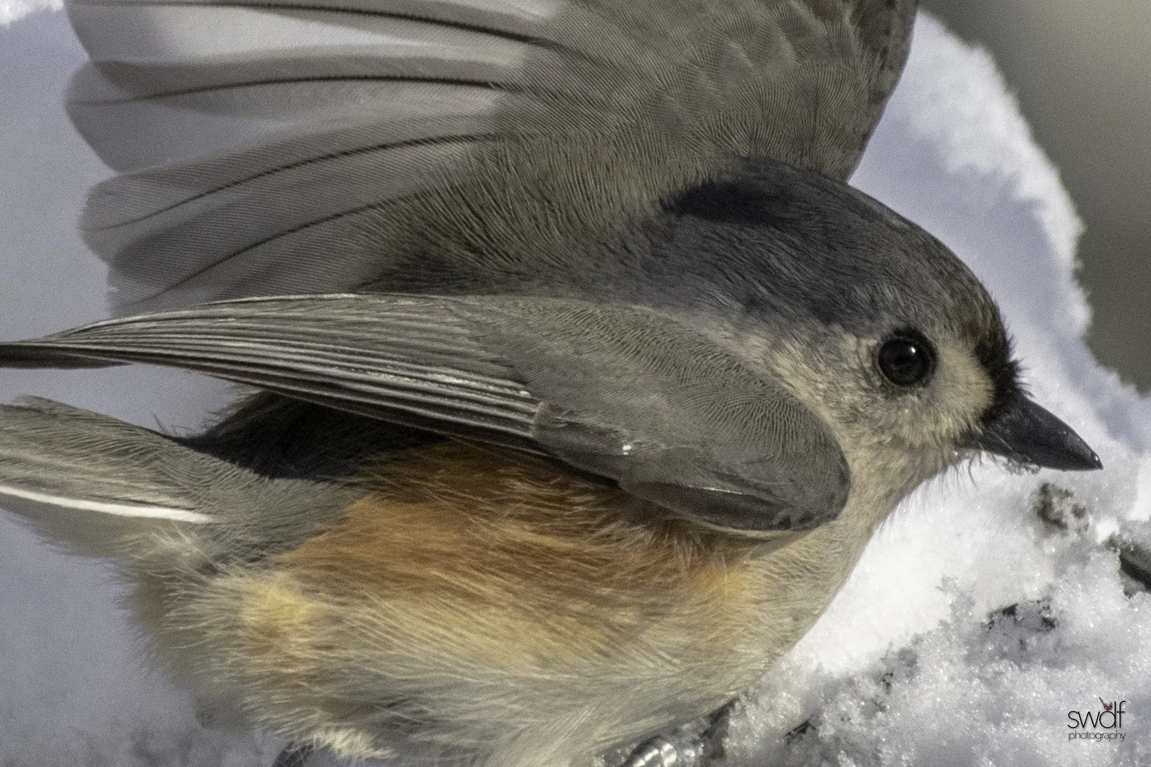 Titmouse Takeoff - Brecksville Nature Center.jpeg