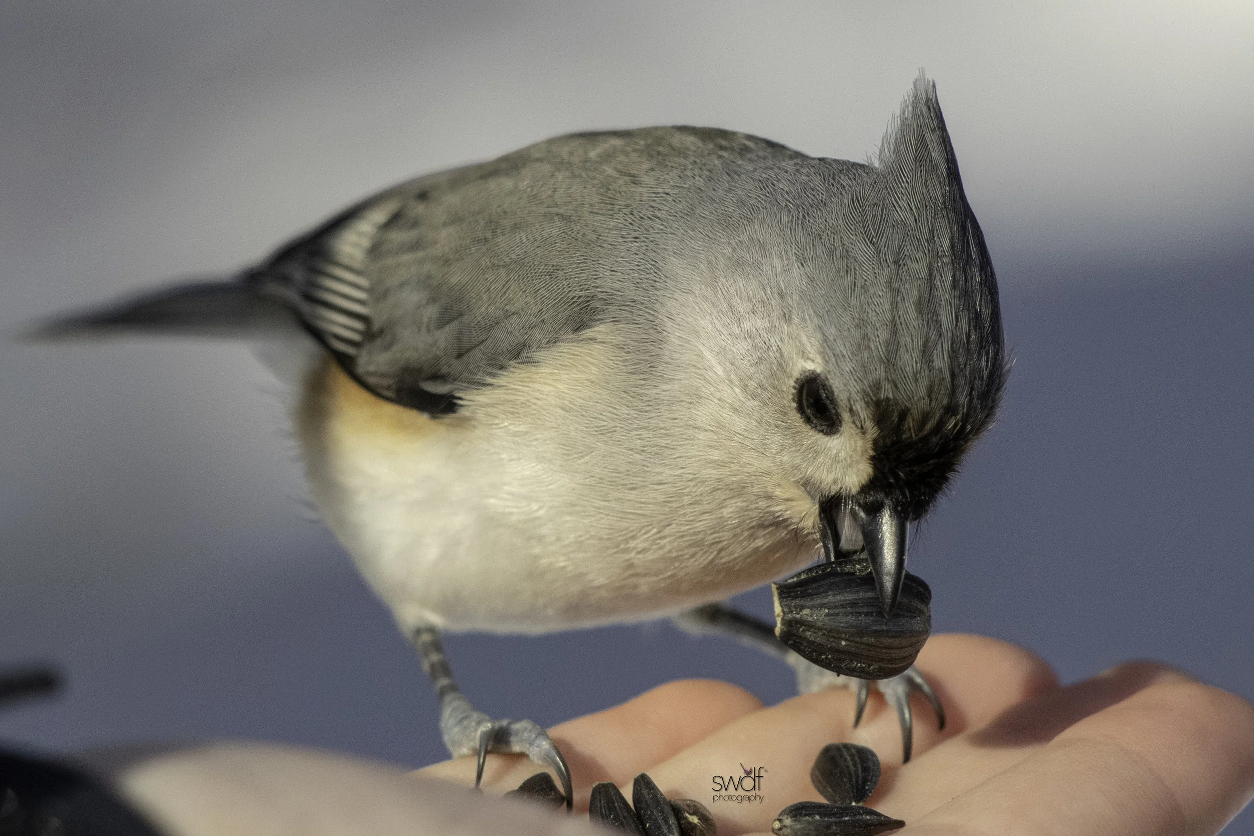 Titmouse2 - Brecksville Nature Center.jpeg