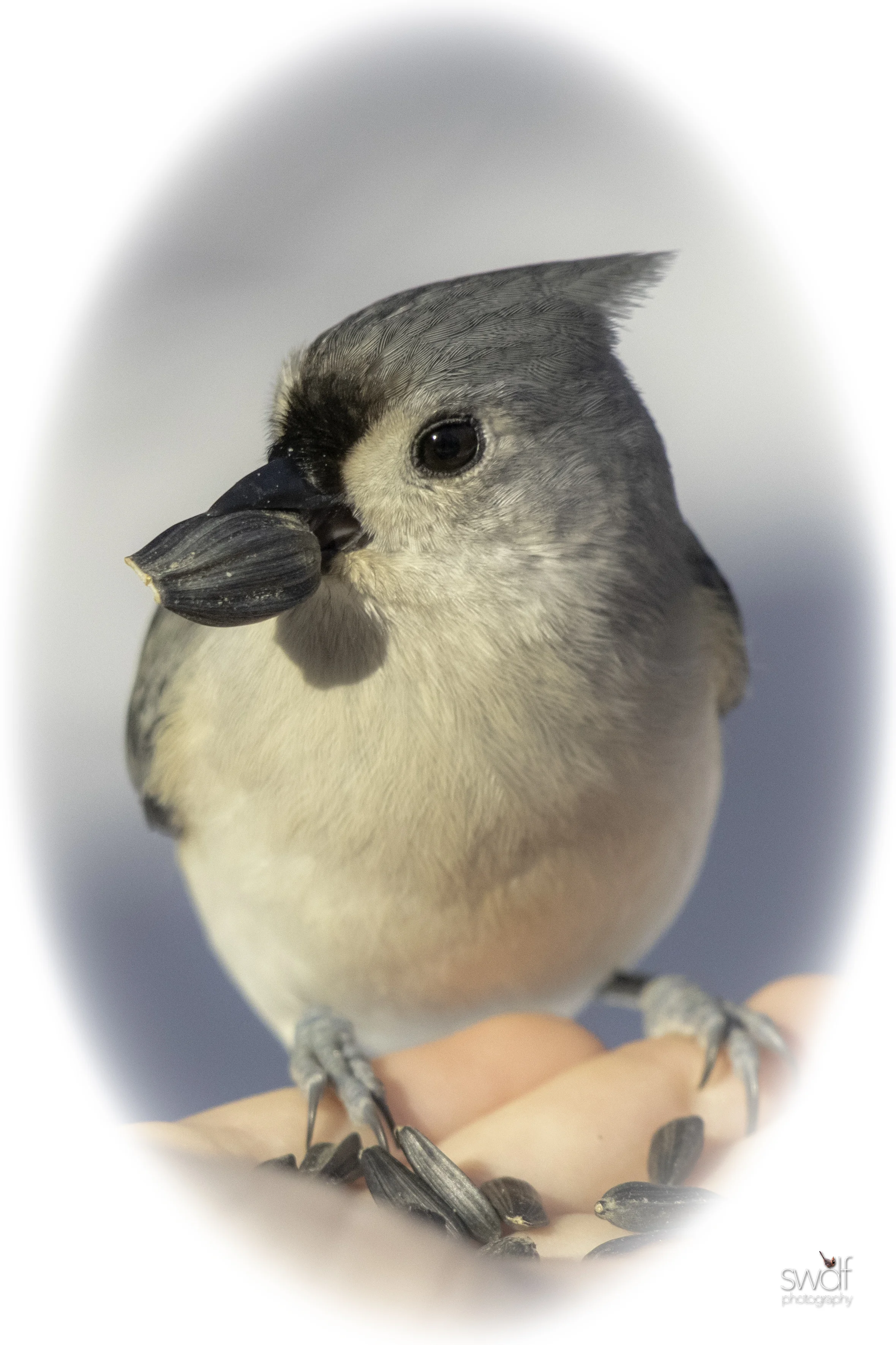 Titmouse Vertical - Brecksville Nature Center.jpeg