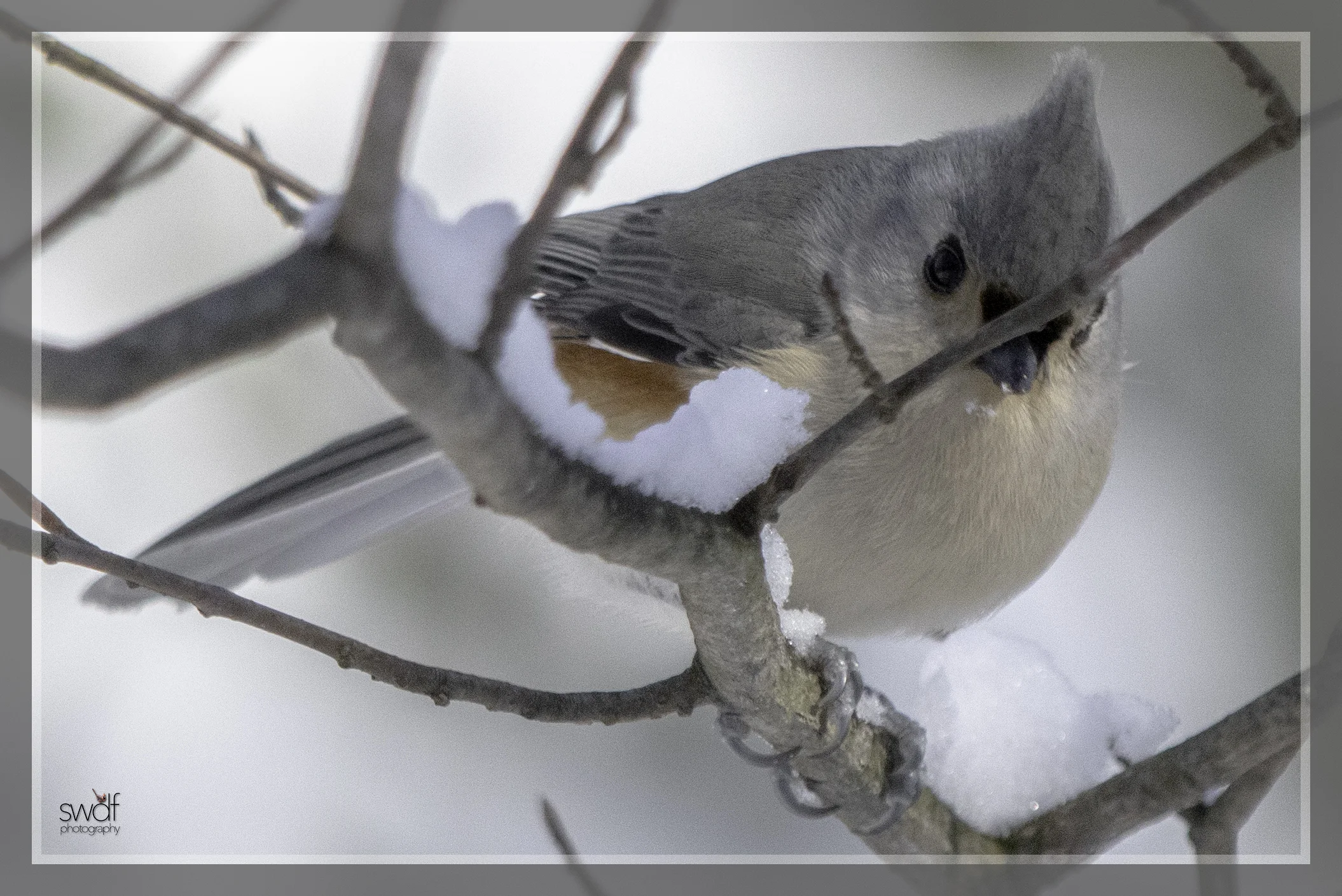 Snowy Titmouse - Brecksville Nature Center.jpeg
