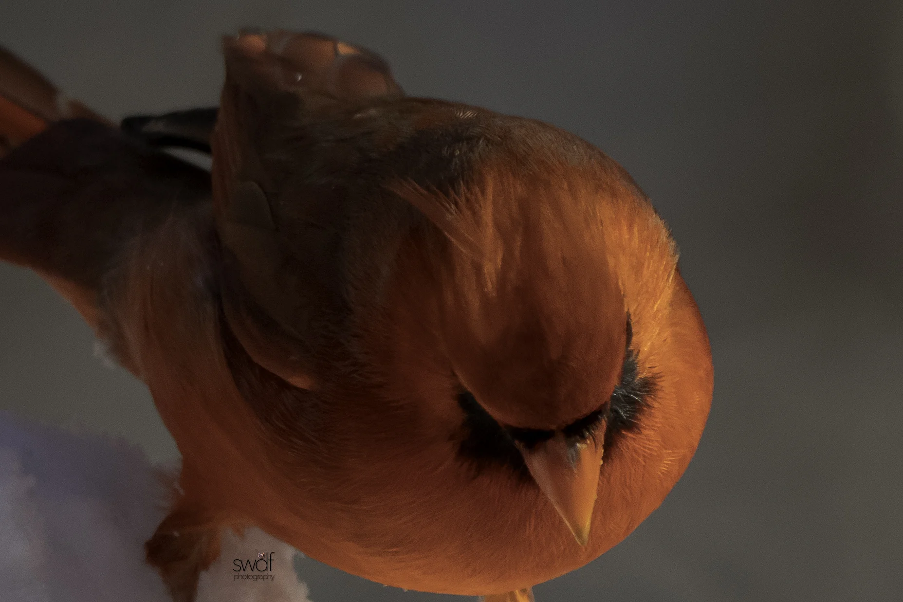 Cardinal Red - Brecksville Nature Center.jpeg