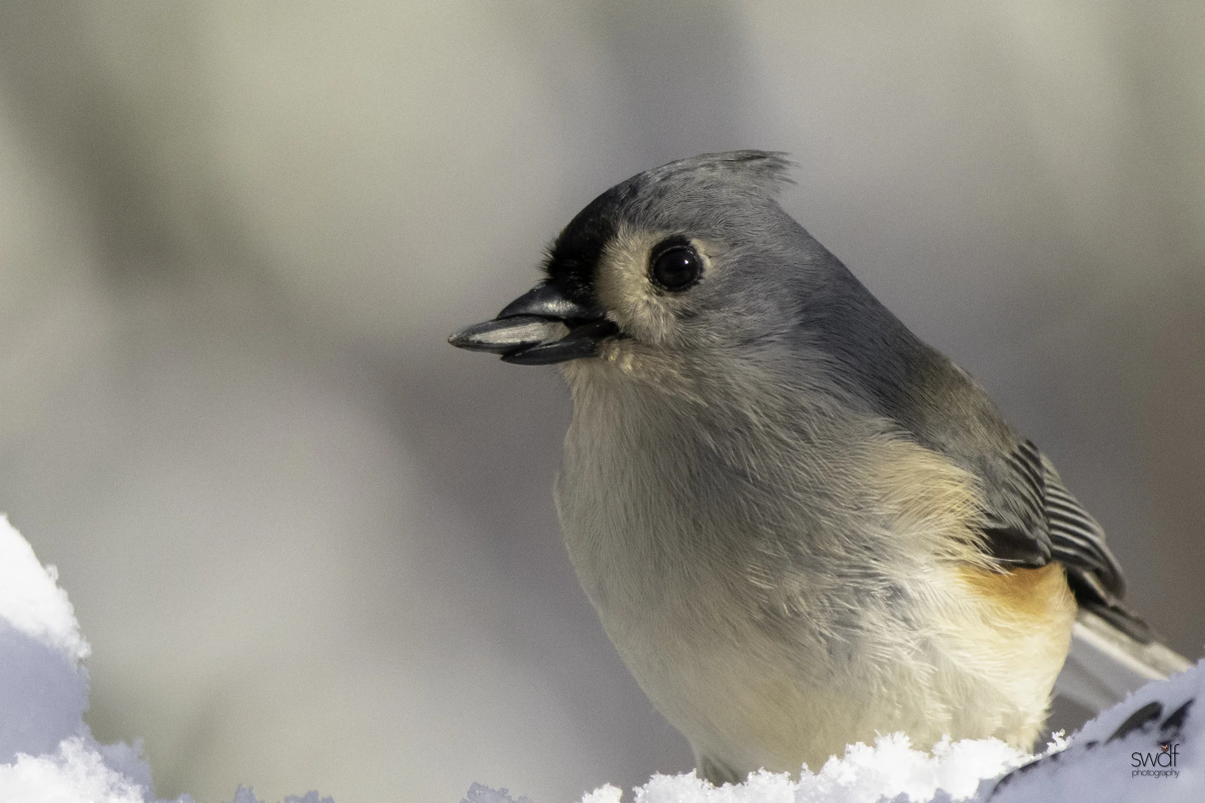 Titmouse and Seed - Brecksville Nature Center.jpeg
