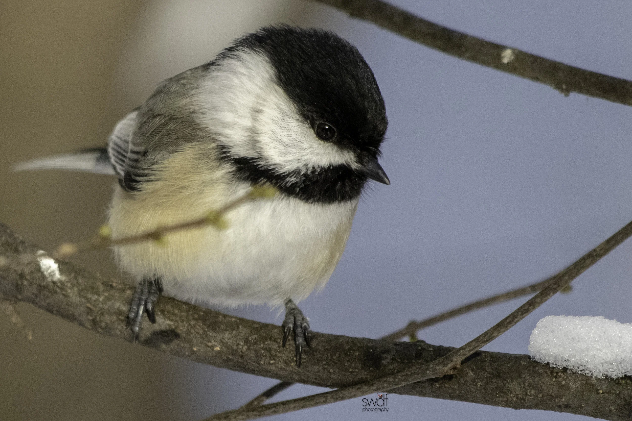 Chickadee2 - Brecksville Nature Center.jpeg