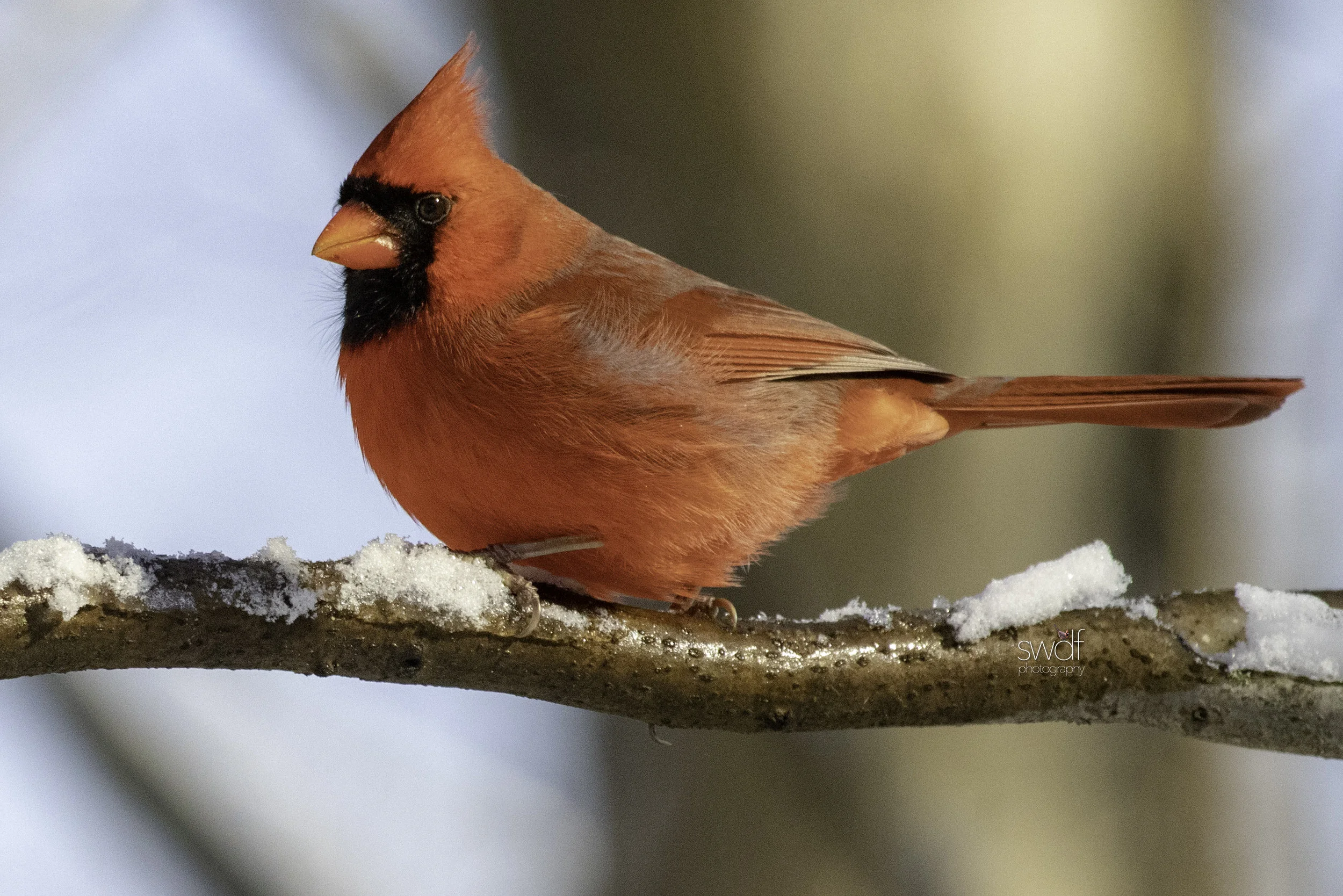 Cardinal2 - Brecksville Nature Center.jpeg