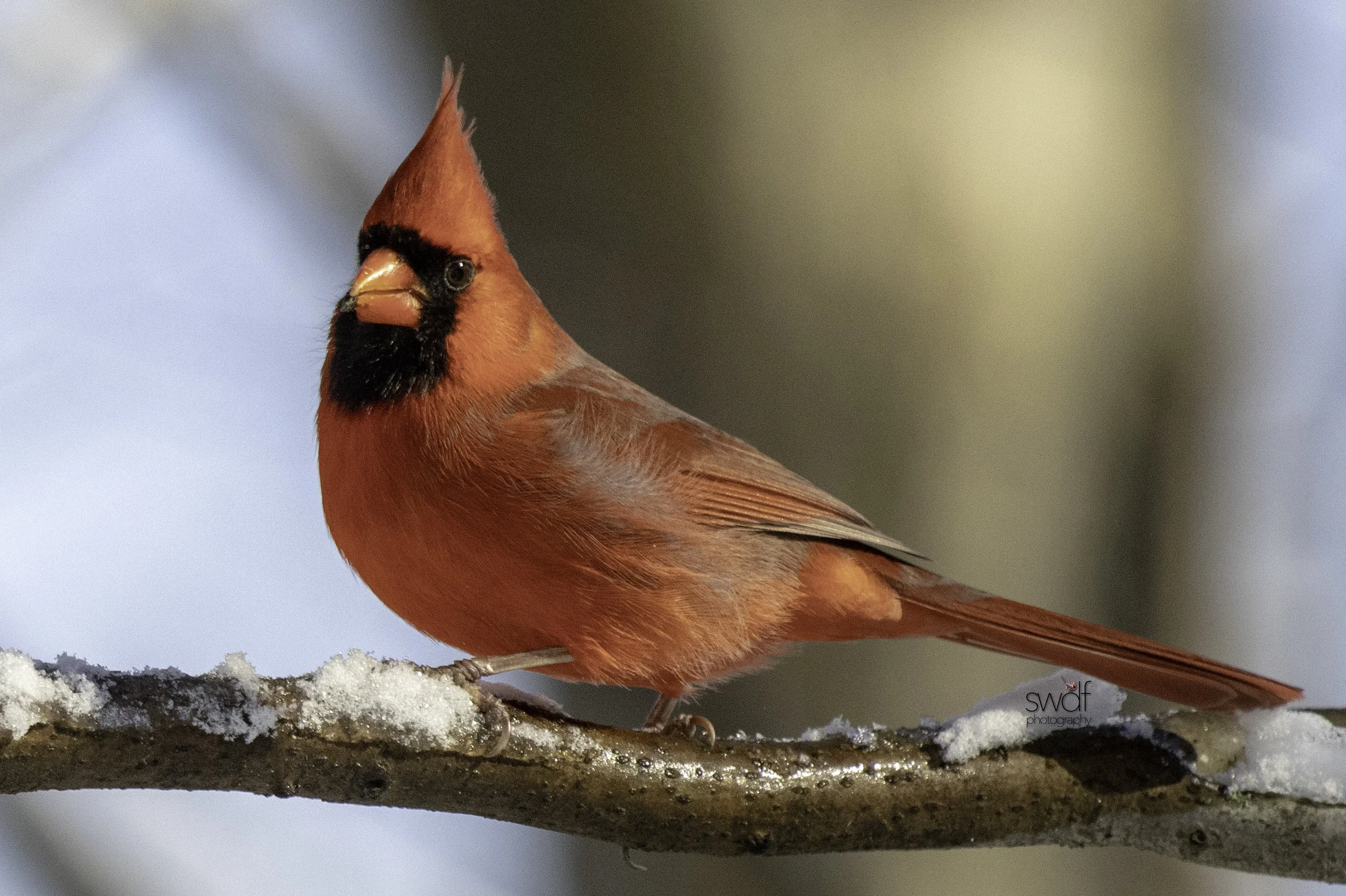 Cardinal3 - Brecksville Nature Center.jpeg