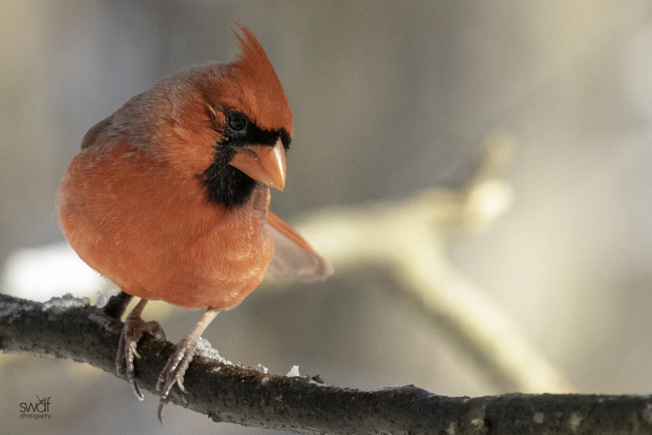 Cardinal4 - Brecksville Nature Center.jpeg