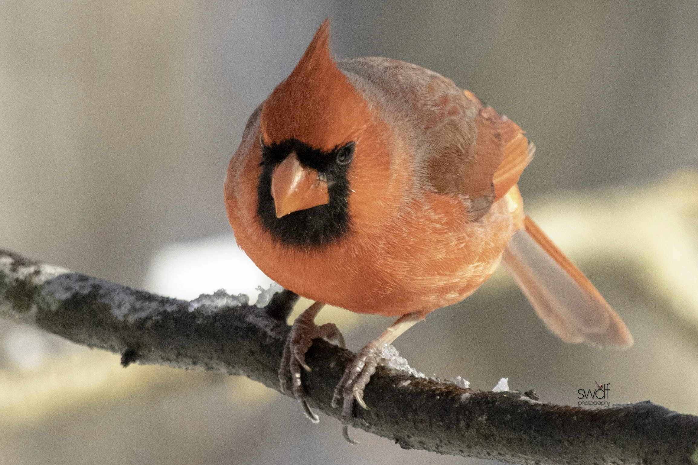 Cardinal5 - Brecksville Nature Center.jpeg