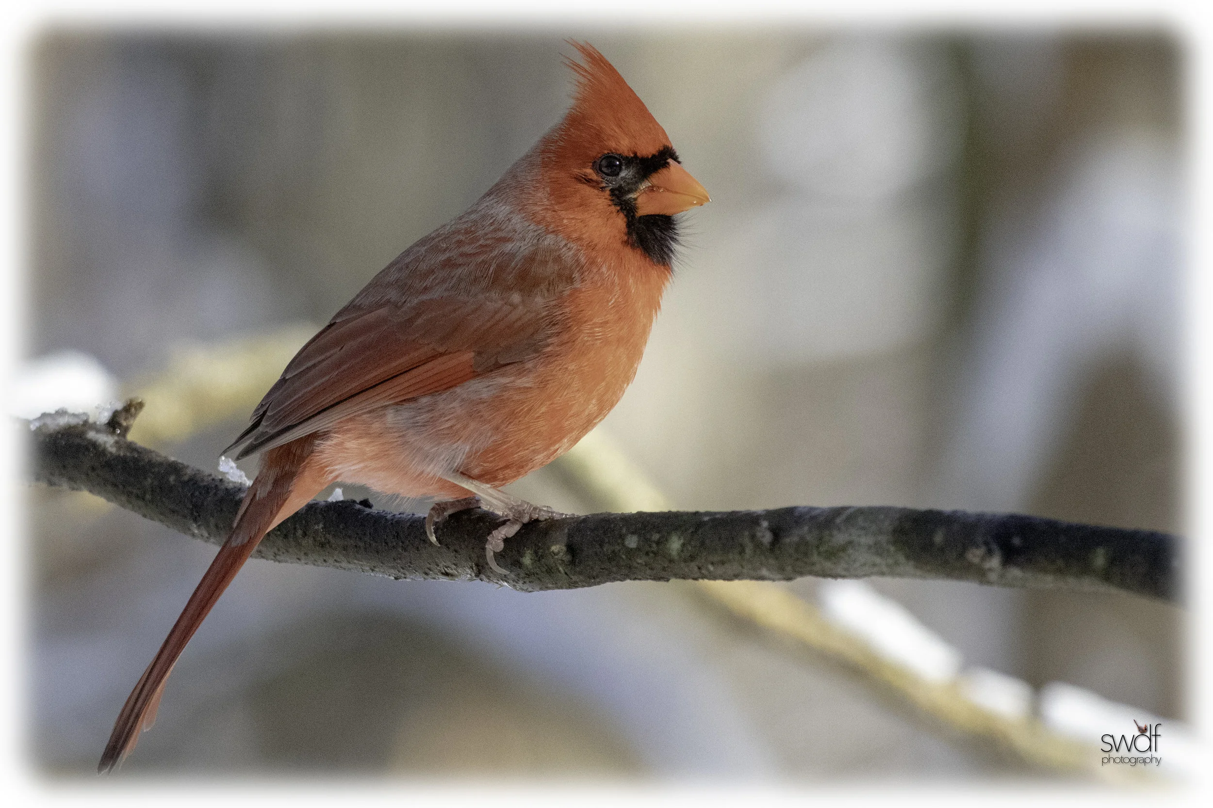 Cardinal6 - Brecksville Nature Center.jpeg