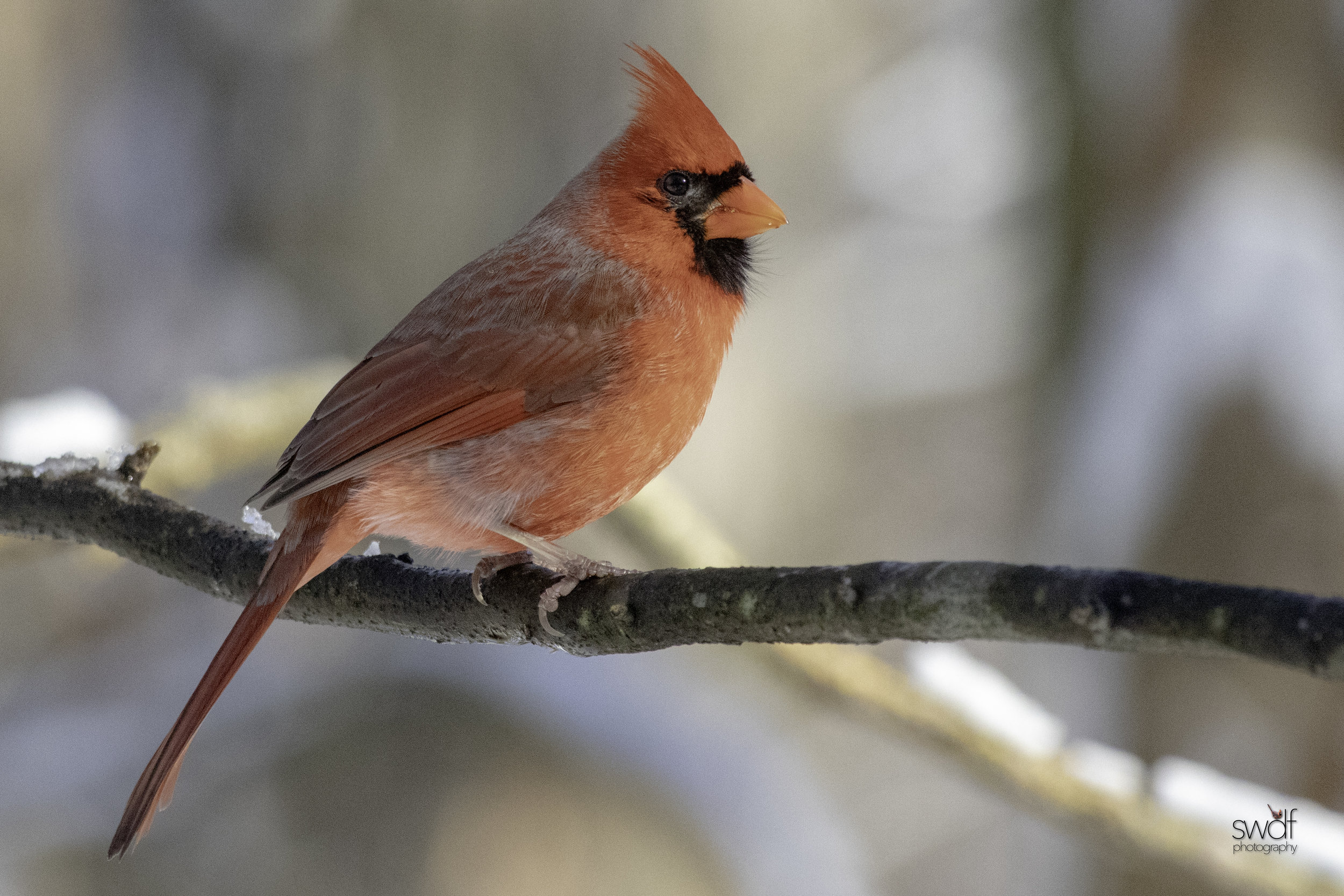 Cardinal6.1 - Brecksville Nature Center.jpeg