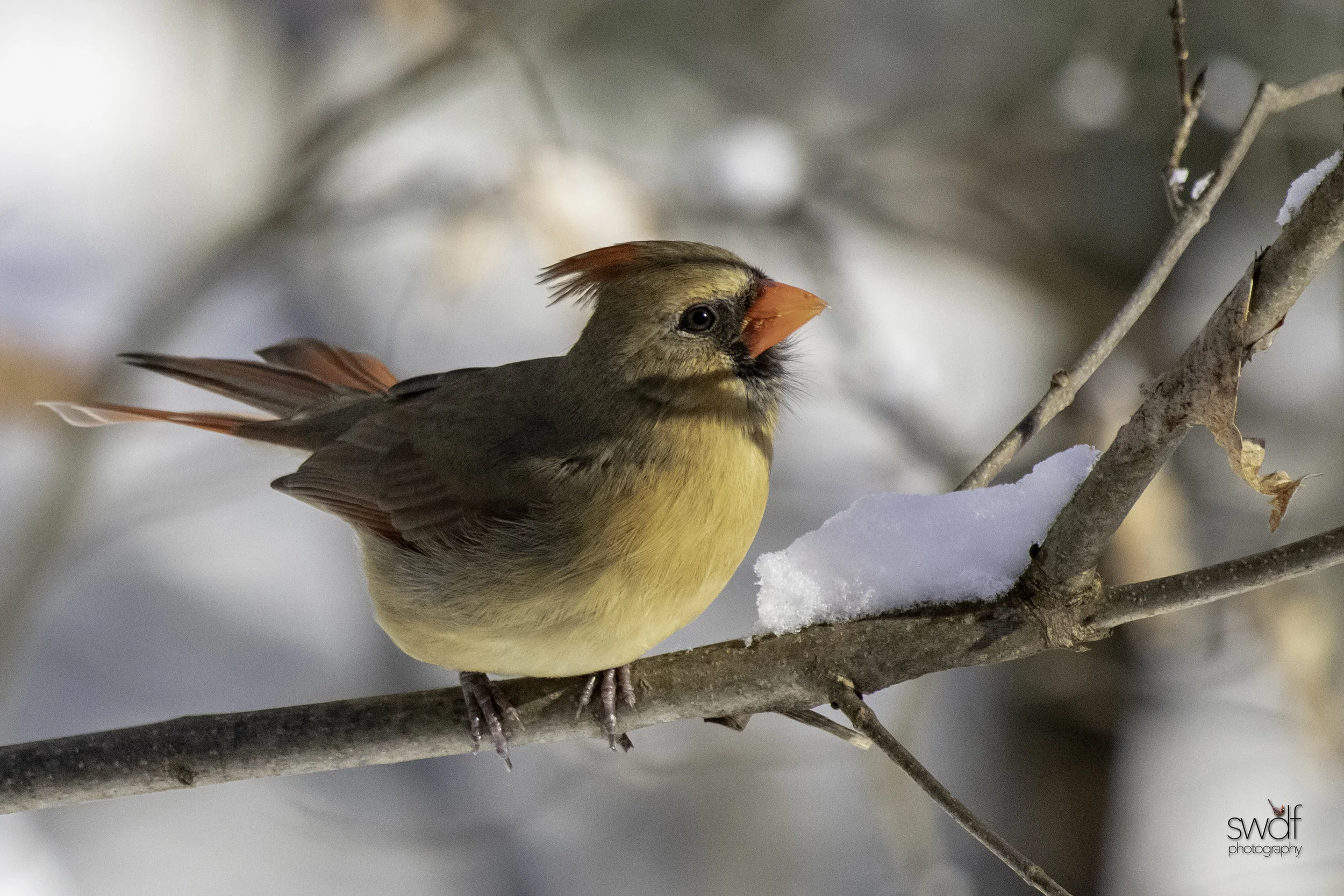 Female Cardinal - Brecksville Nature Center.jpeg