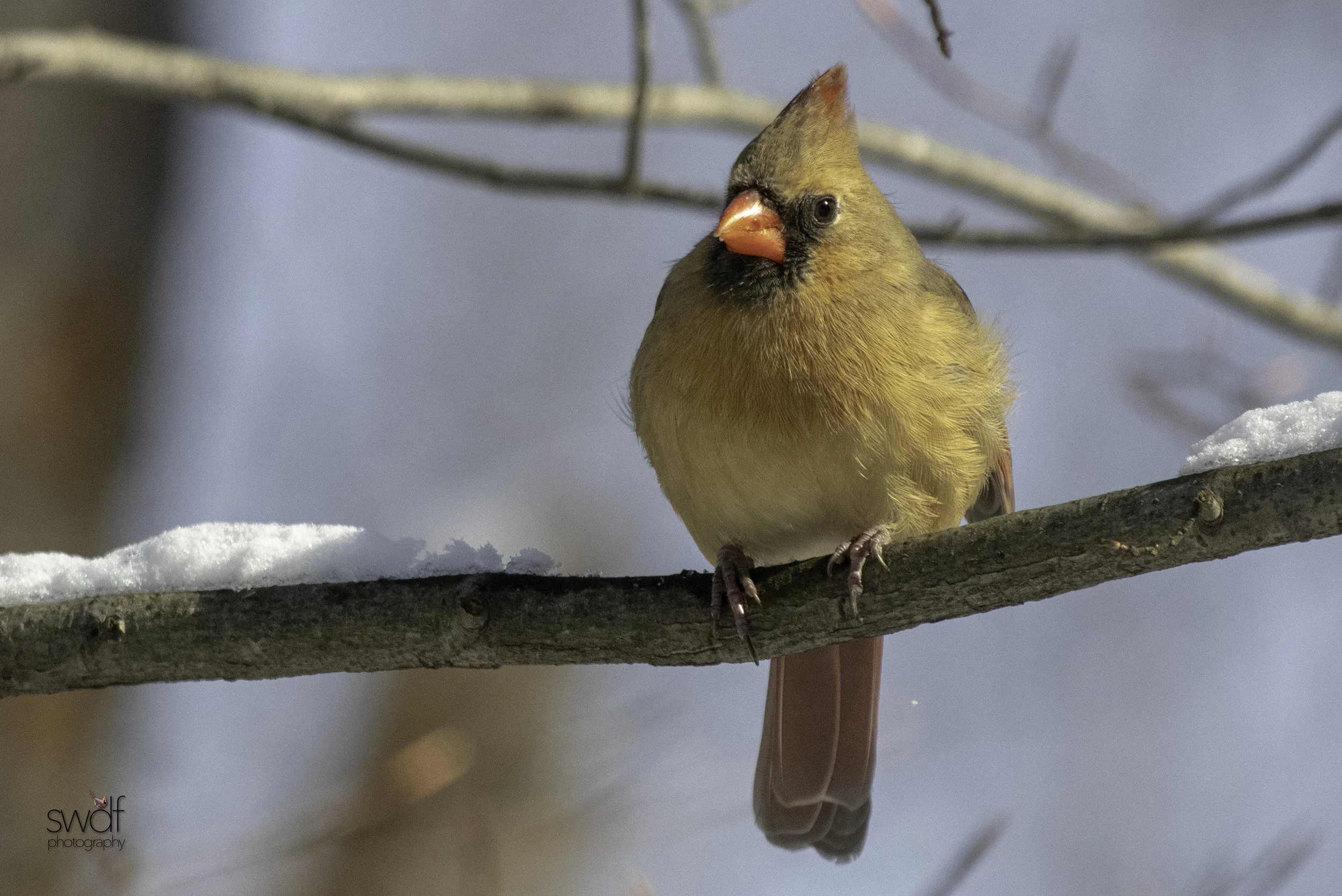 Female Cardinal2 - Brecksville Nature Center.jpeg