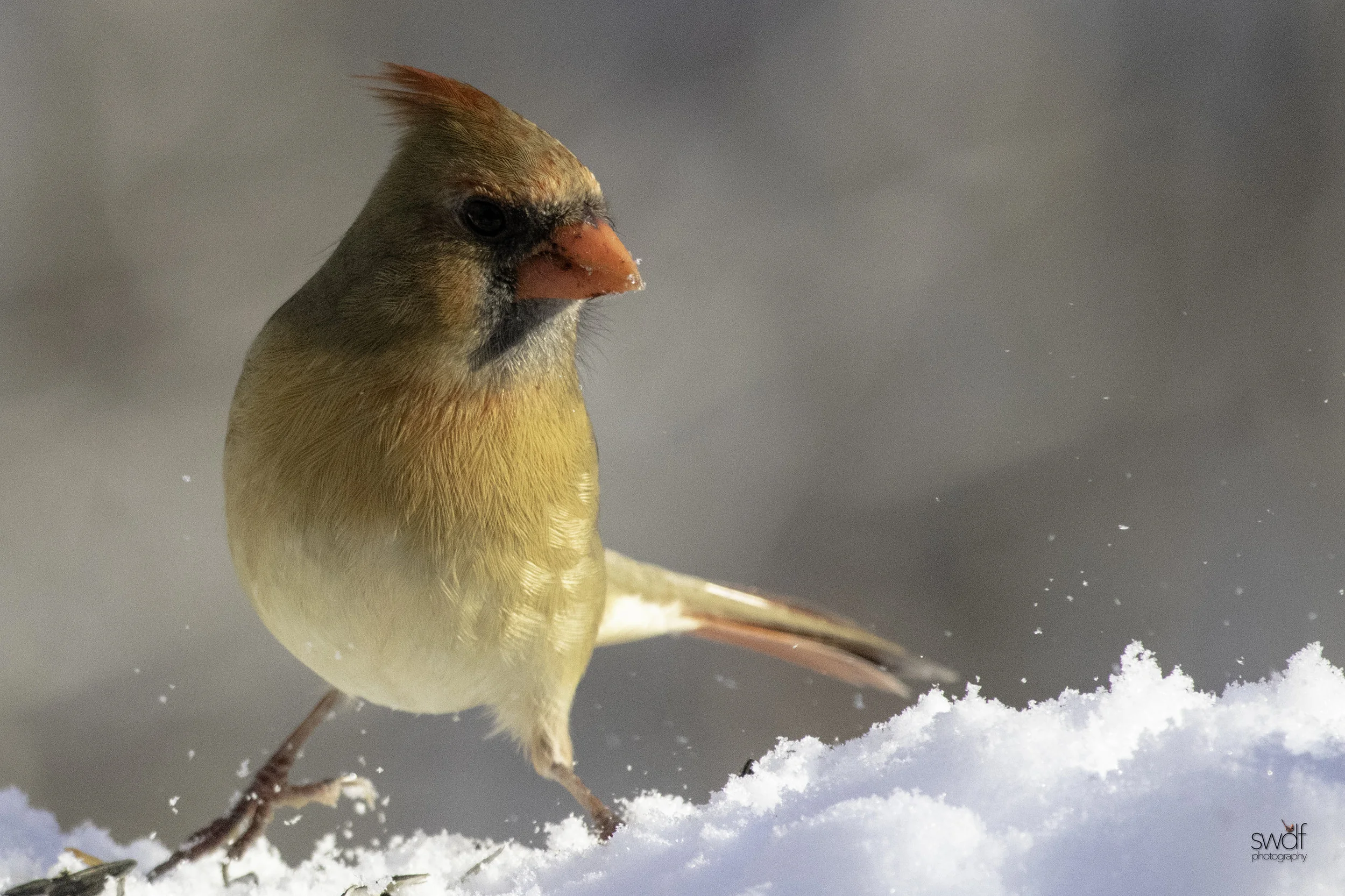 Female Cardinal3 - Brecksville Nature Center.jpeg