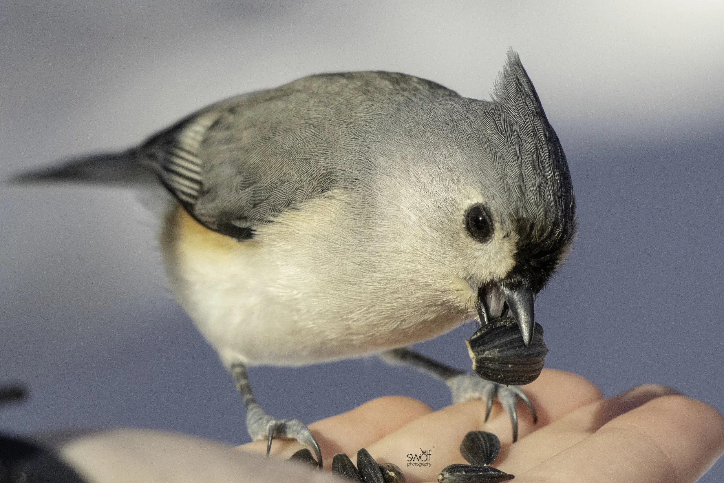 Titmouse - Brecksville Nature Center.jpeg