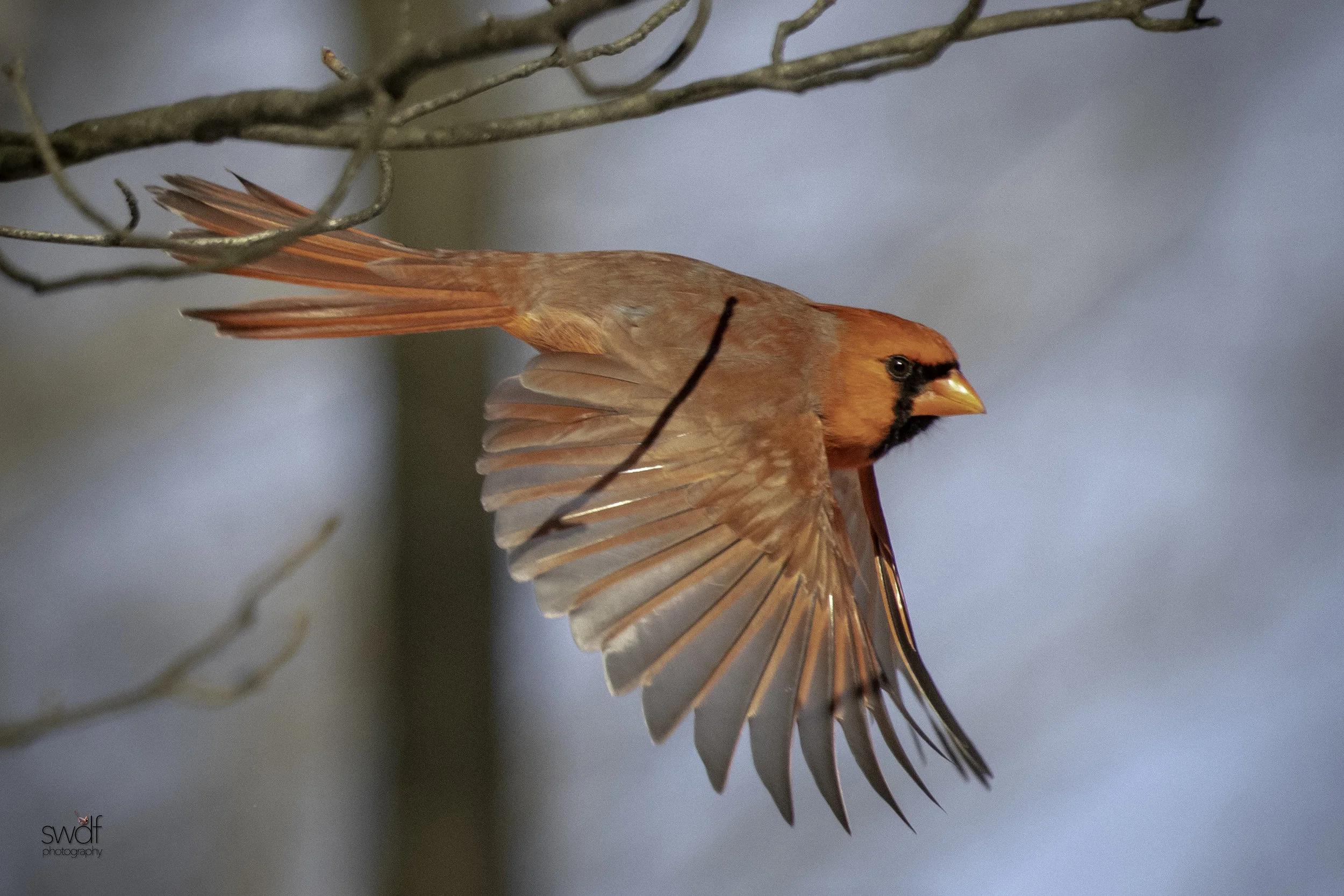 Cardinal in Flight - Brecksville Nature Center.jpeg